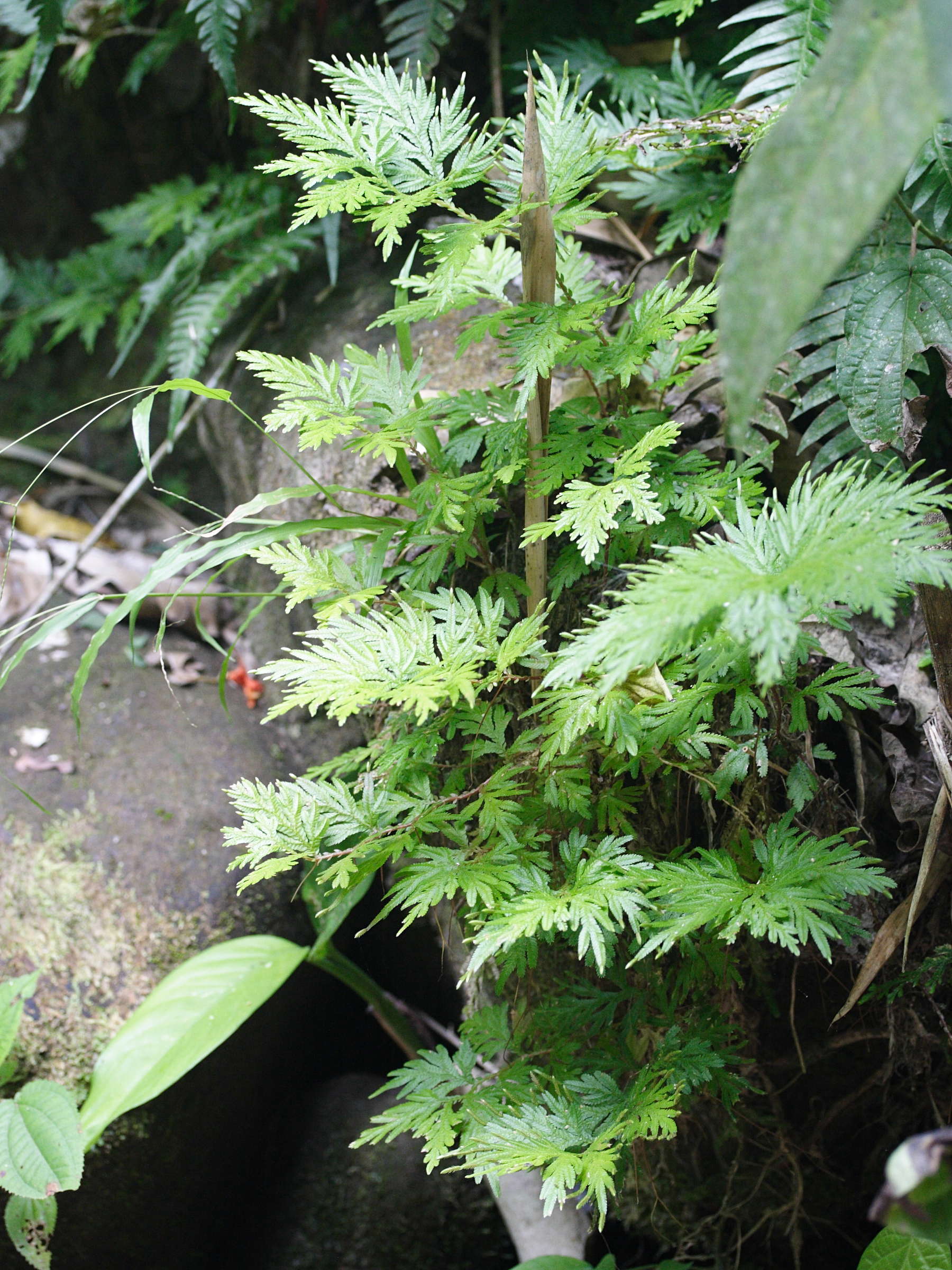 selaginella_flabellata4md