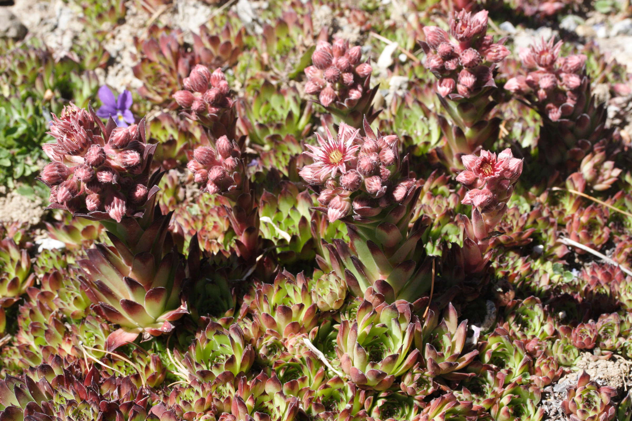 sempervivum_arvernense1md
