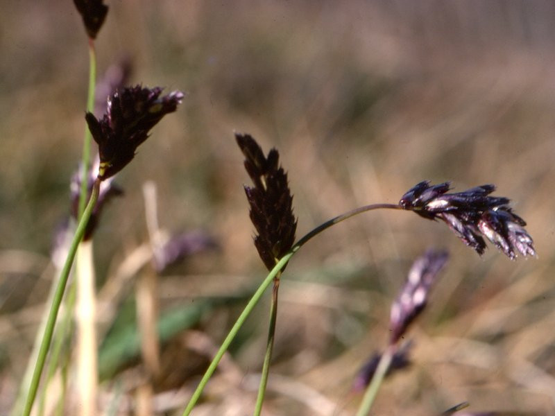 sesleria_coerulea2mcf