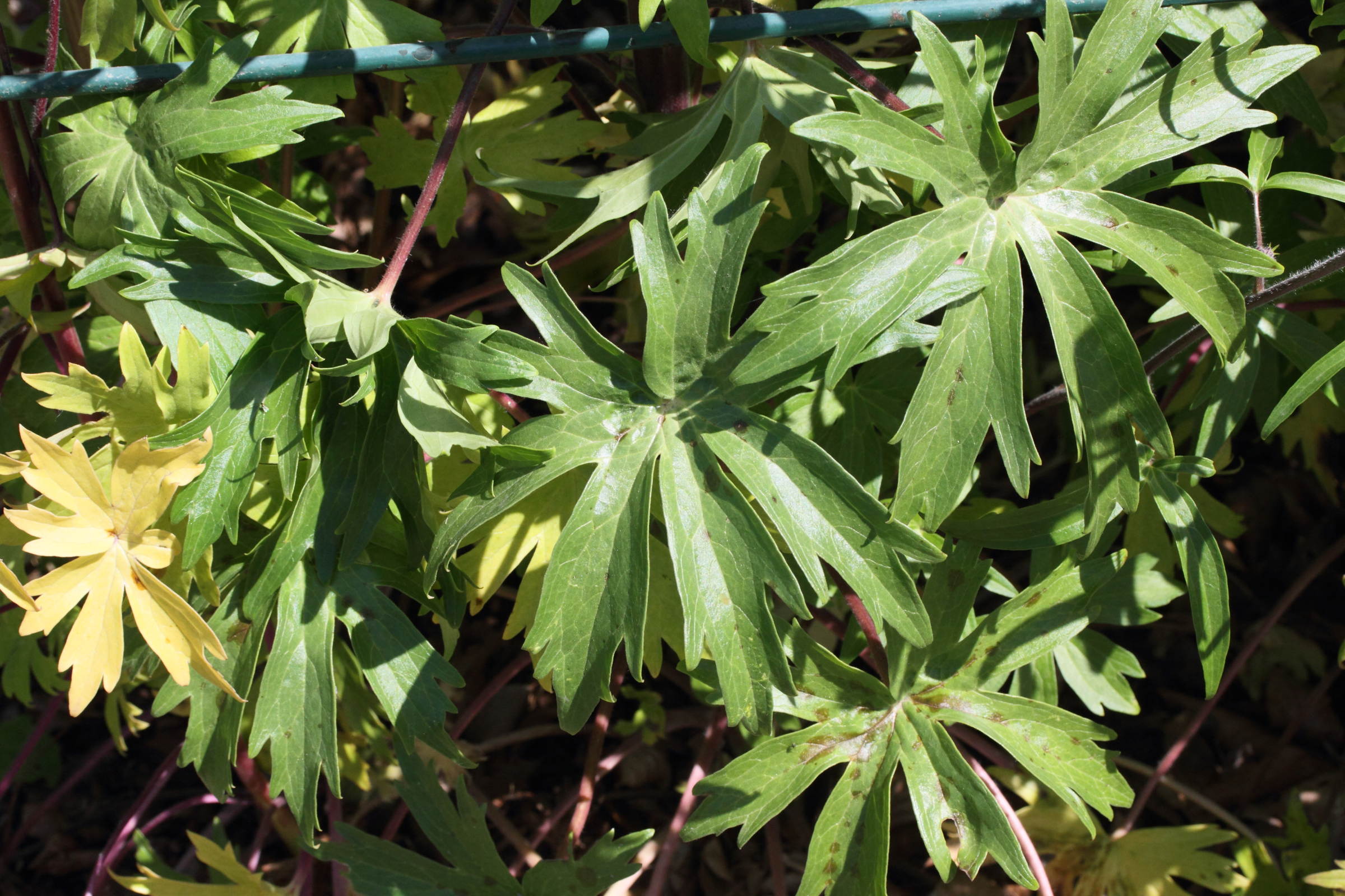 Afficher le média Staphisagria_picta ssp requienii Staphisagria_picta ssp requienii