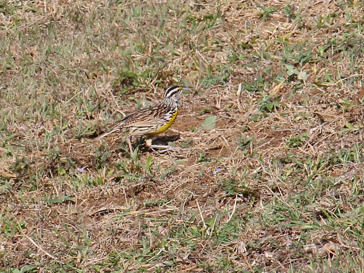 sturnelle_des_pres_-_sturnella_magna2bd