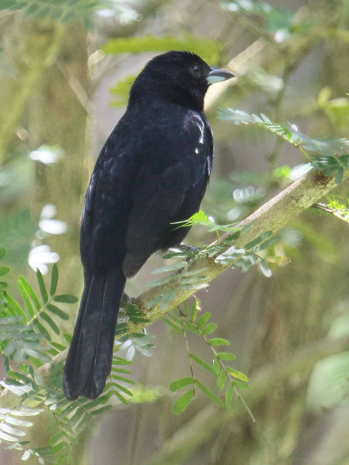 tangara_a_galons_blancs_-_tachyphonus_rufus