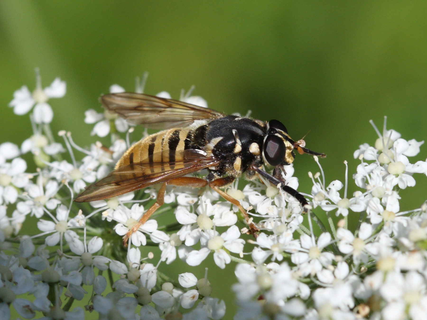 temnostoma_vespiforme1sd