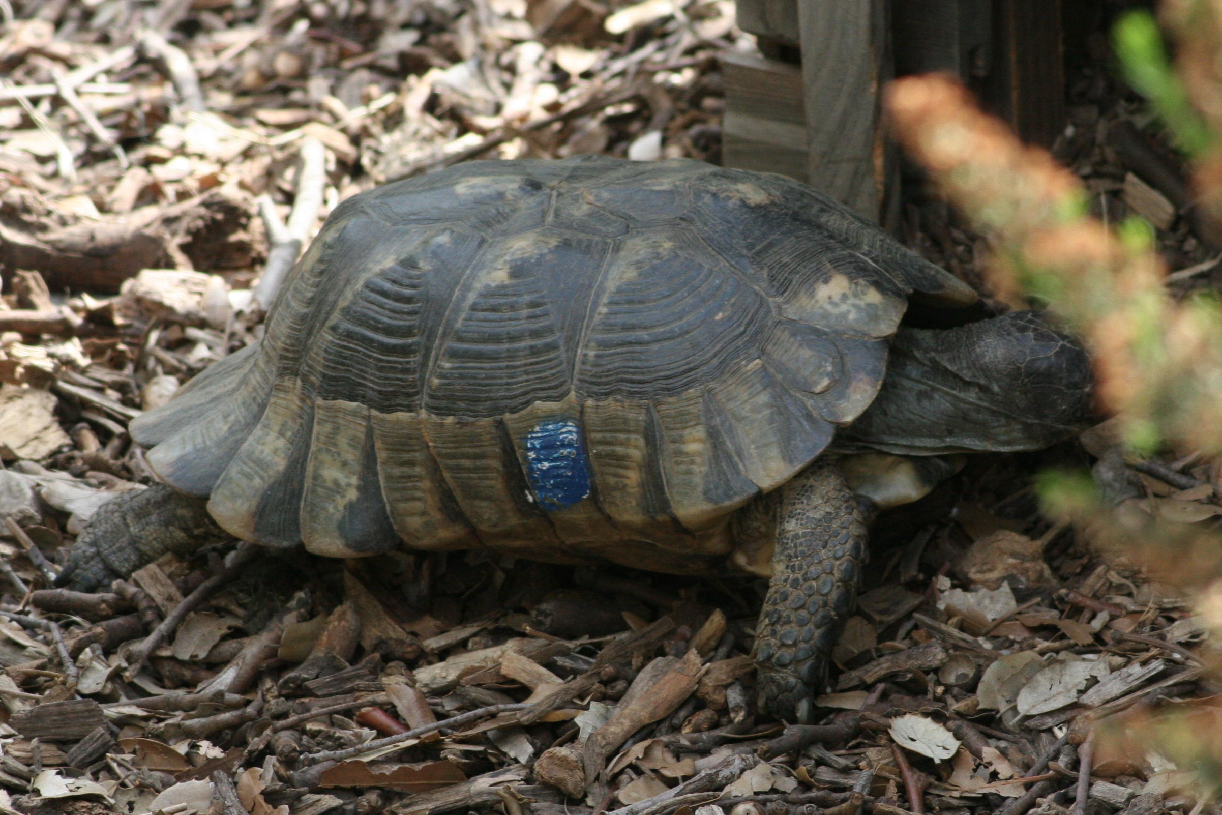 testudo_marginata2md