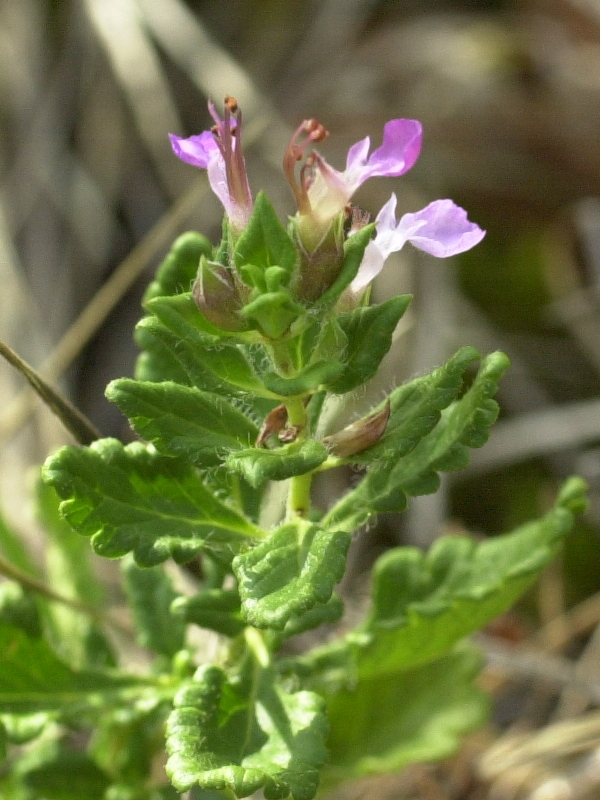 Afficher le média teucrium_chamaedrys2amd teucrium_chamaedrys2amd