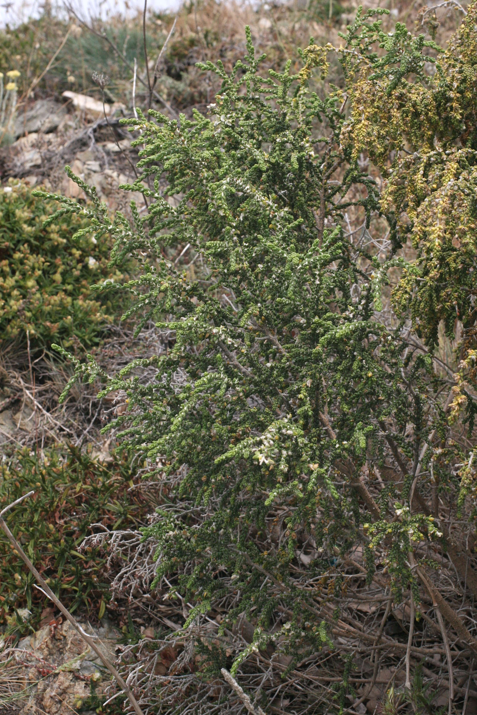 Afficher le média Thymelaea_hirsuta Thymelaea_hirsuta