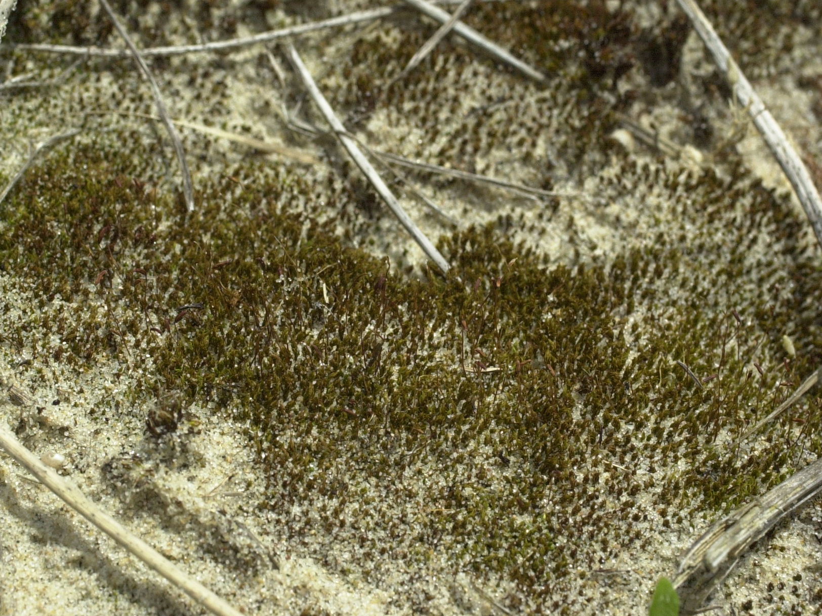 tortula_ruraliformis1md