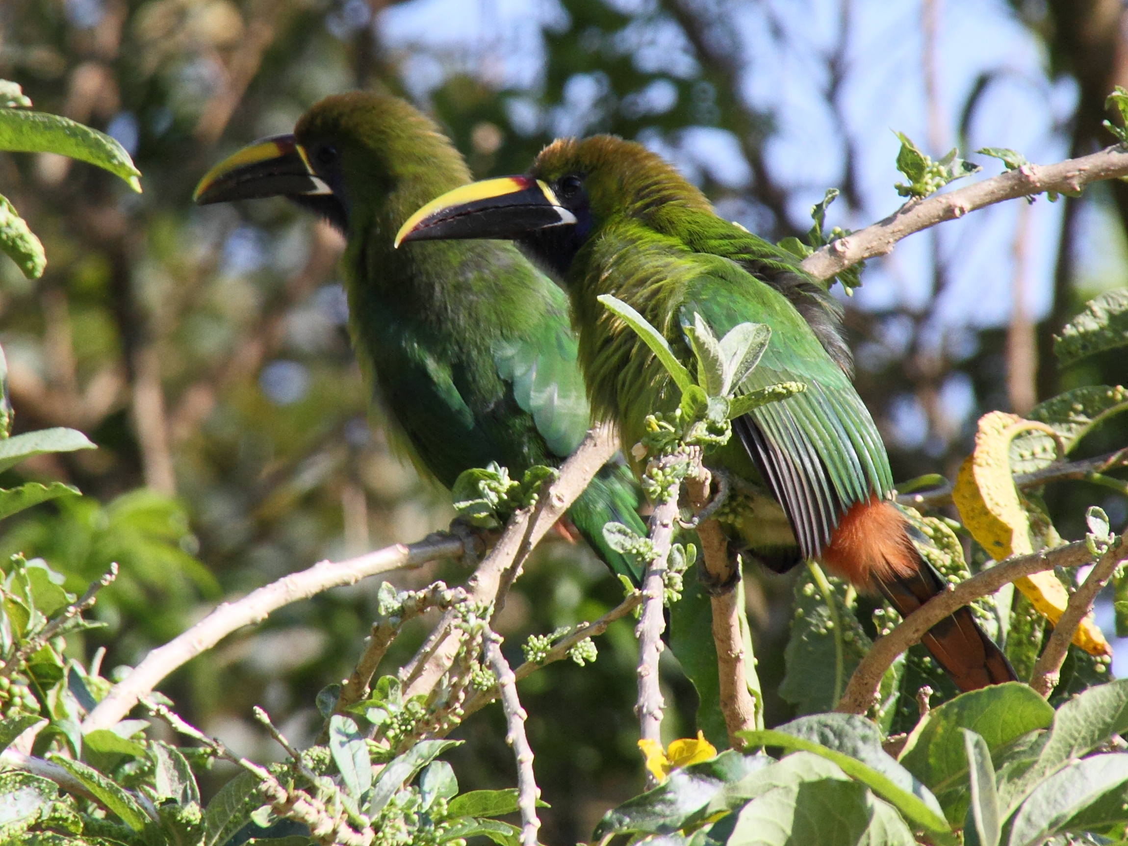 Afficher le média toucanet_emeraude_-_aulacorhynchus_prasinus2md toucanet_emeraude_-_aulacorhynchus_prasinus2md