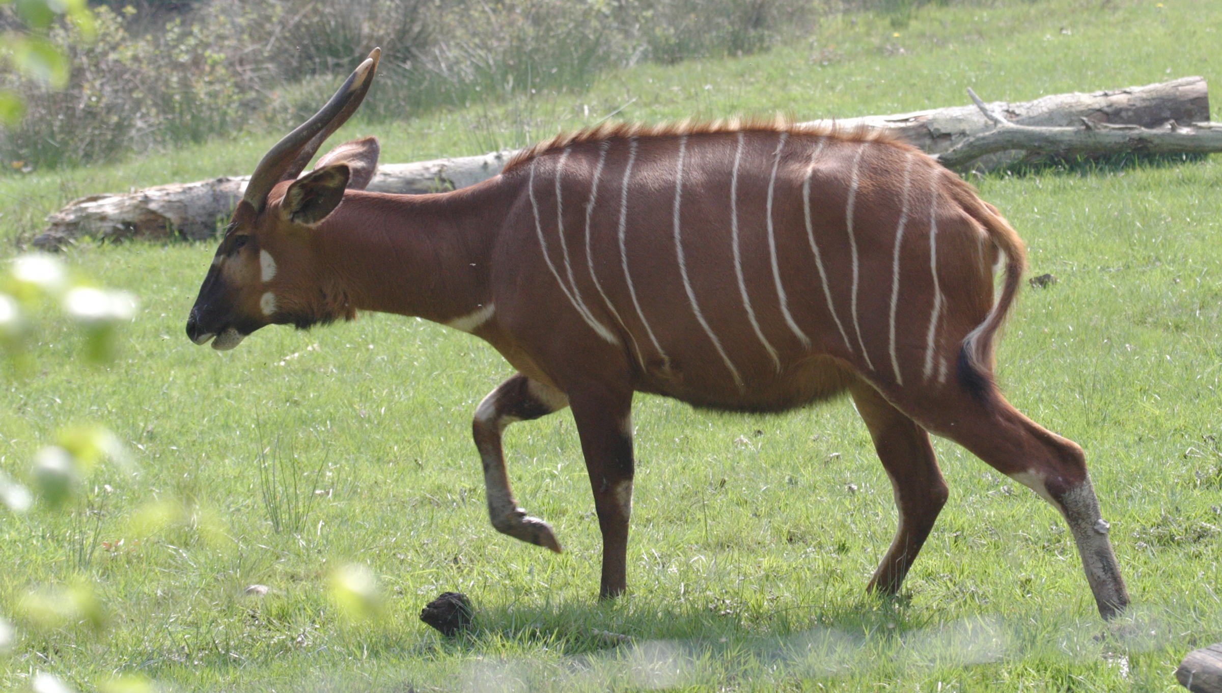 tragelaphus_eurycerus1bd