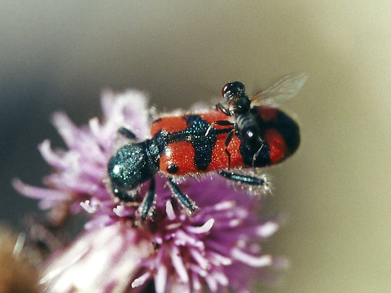 trichodes_apiarius2md