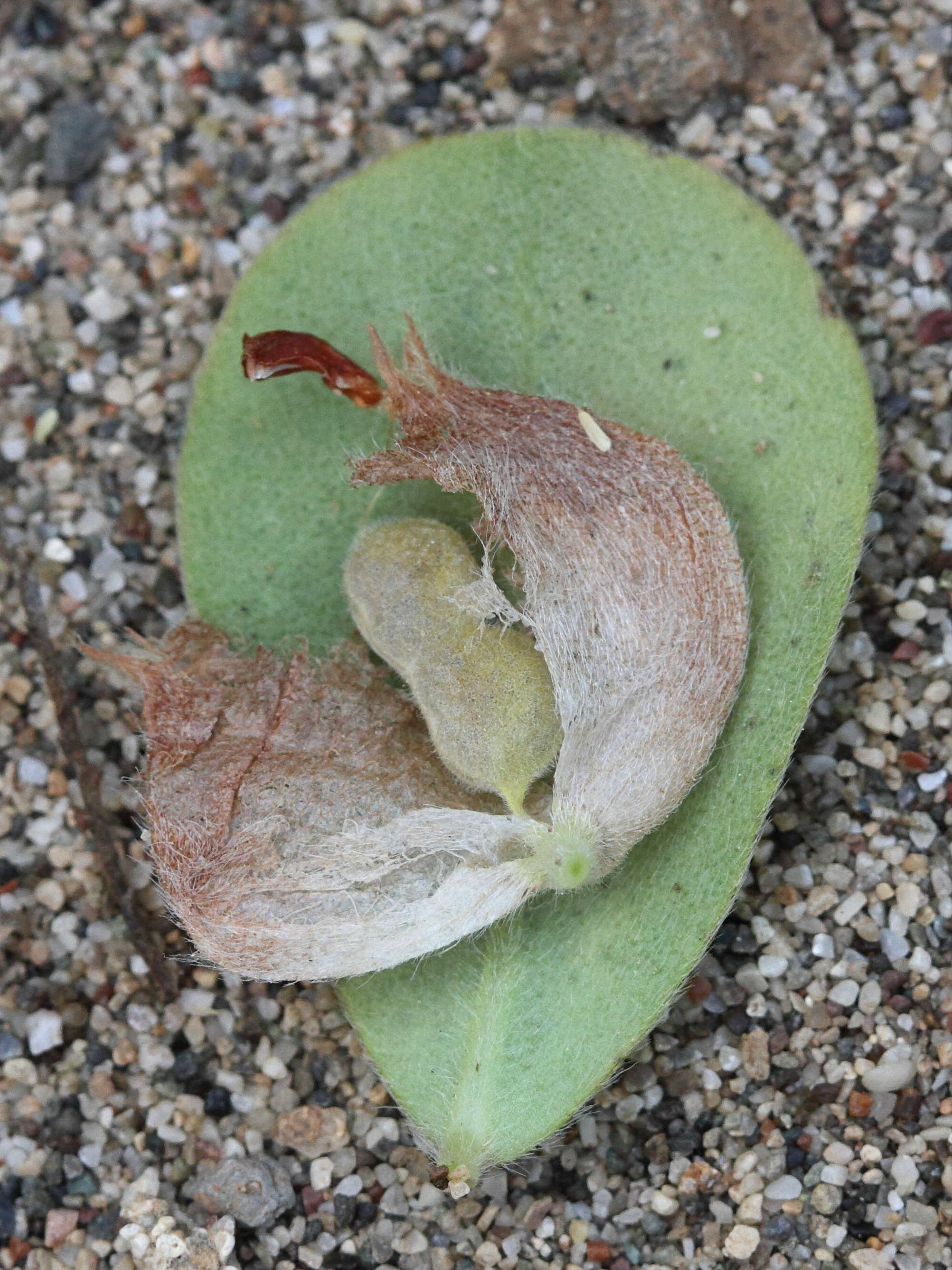 tripodion_tetraphyllum3bd