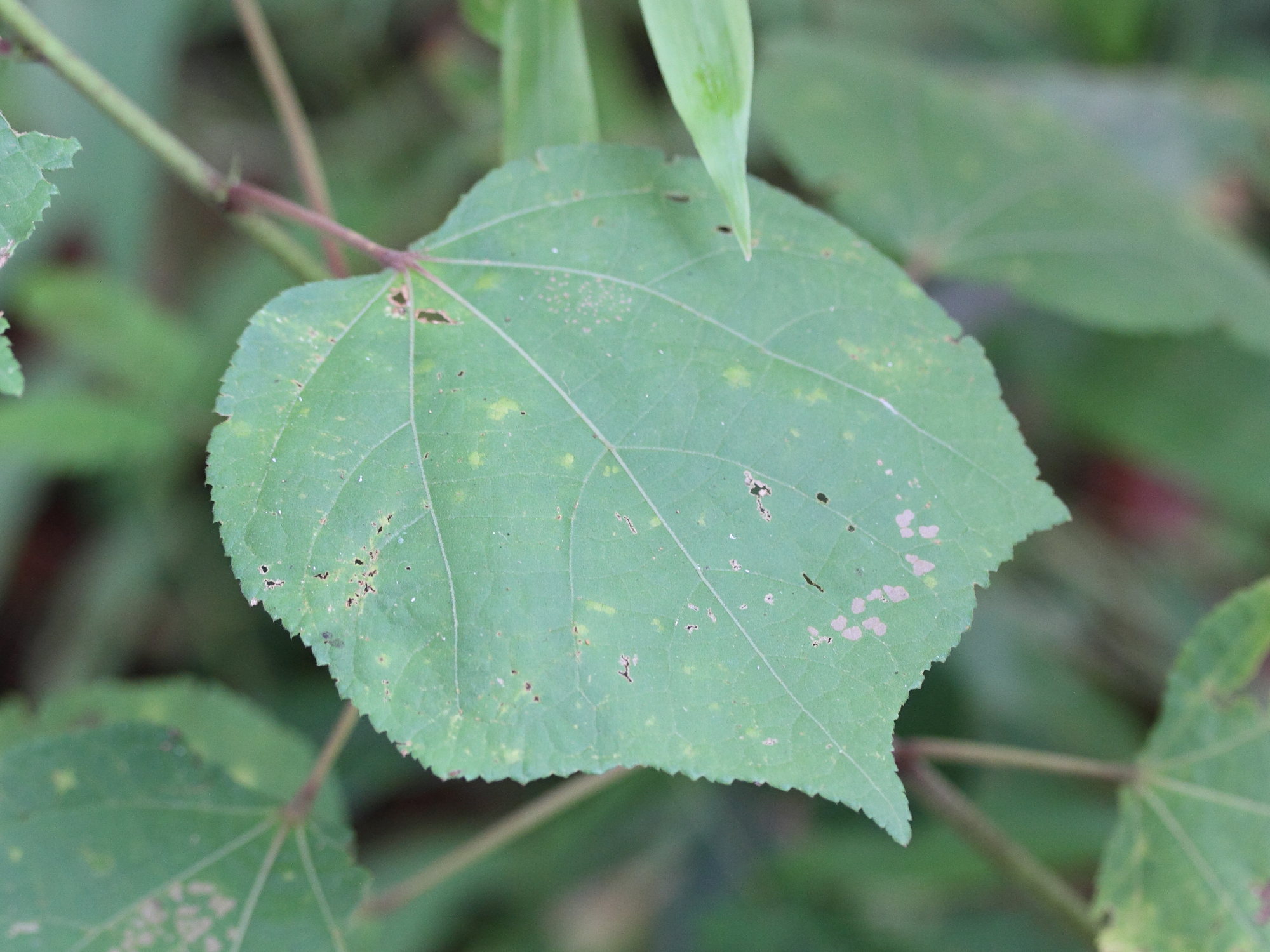 triumfetta_rhomboidea4md