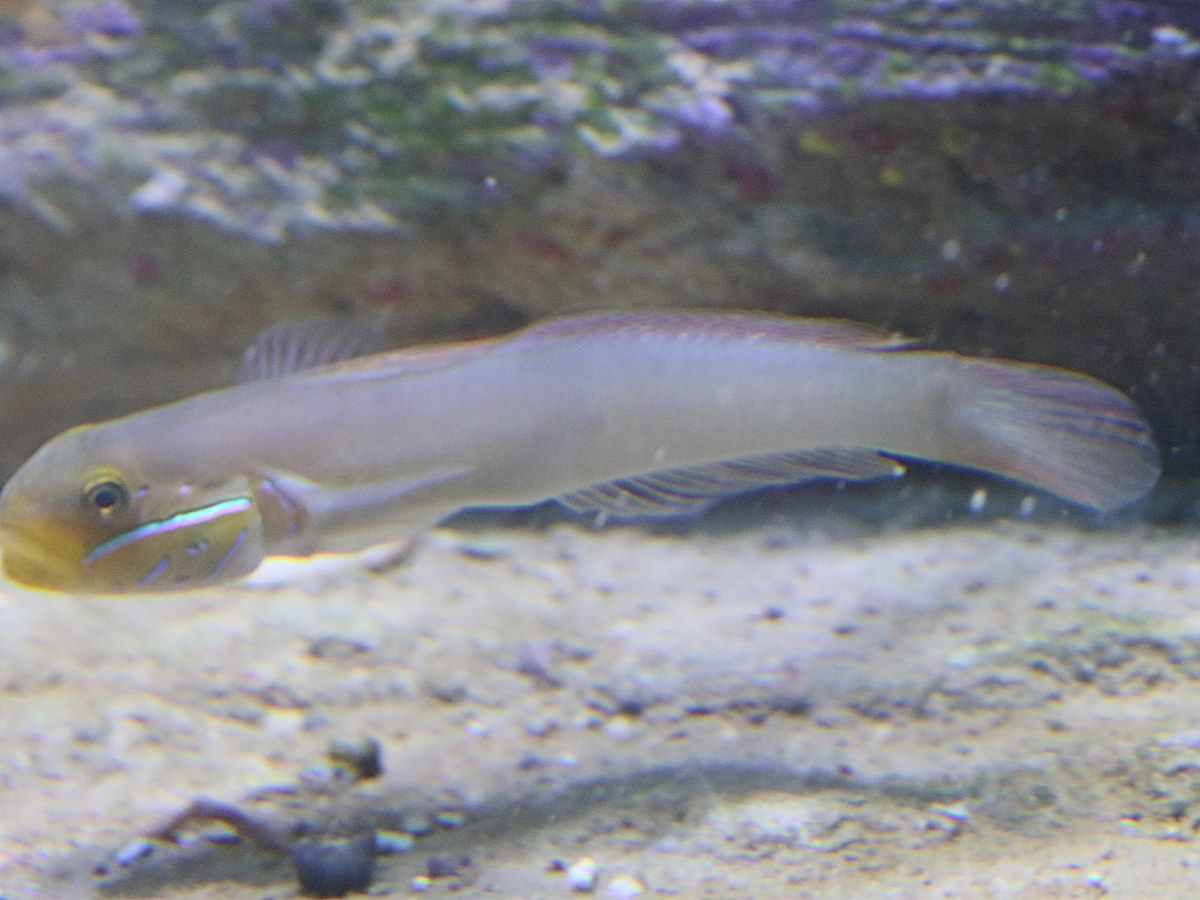 Afficher le média valenciennea_strigata1bd valenciennea_strigata1bd