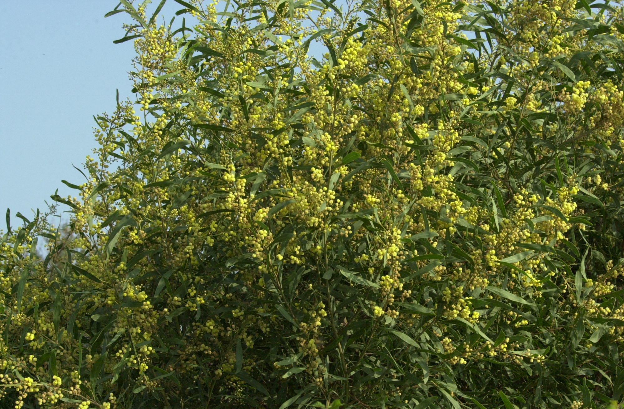acacia_retinoides1bd