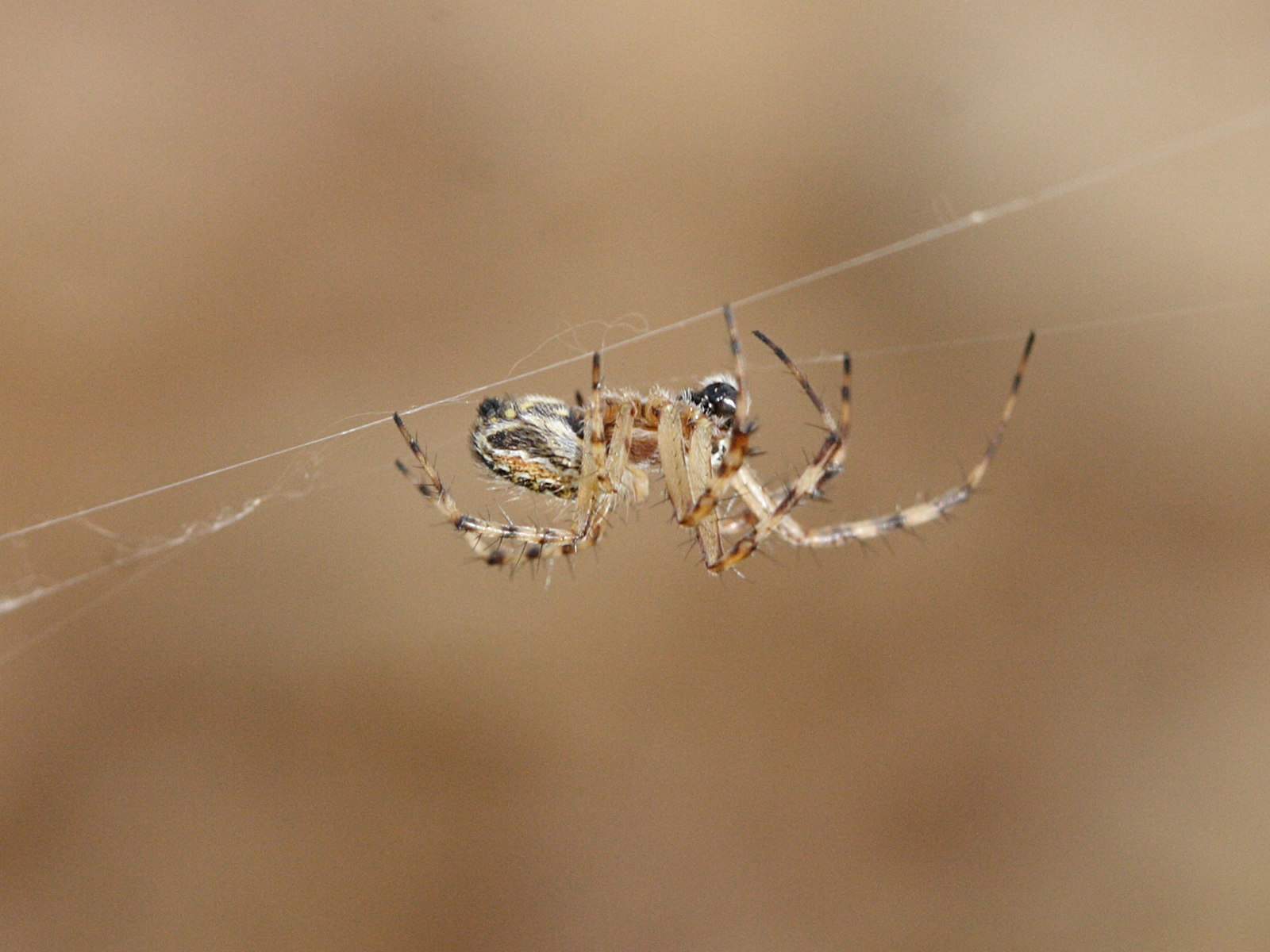 aculepeira_armida2md