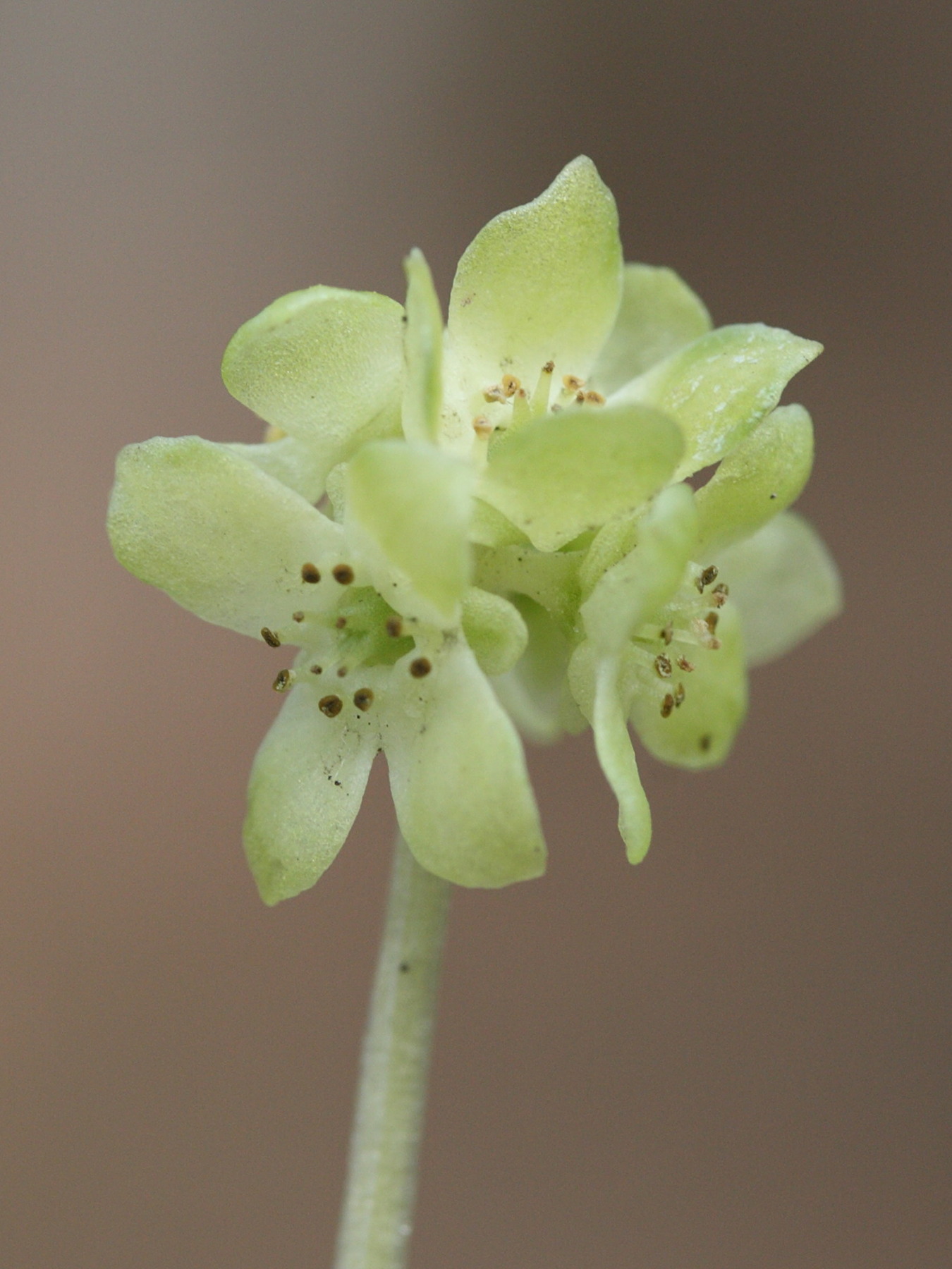 Afficher le média adoxa_moschatellina2md adoxa_moschatellina2md