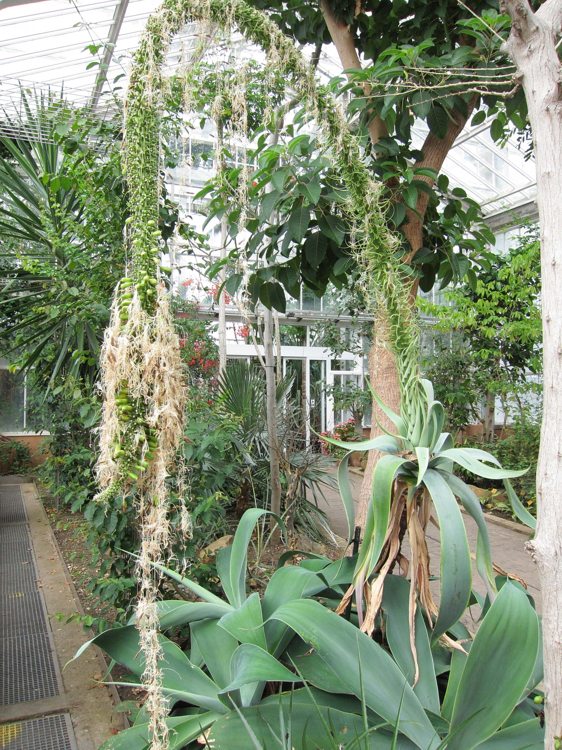 Afficher le média agave_attenuata2bd agave_attenuata2bd