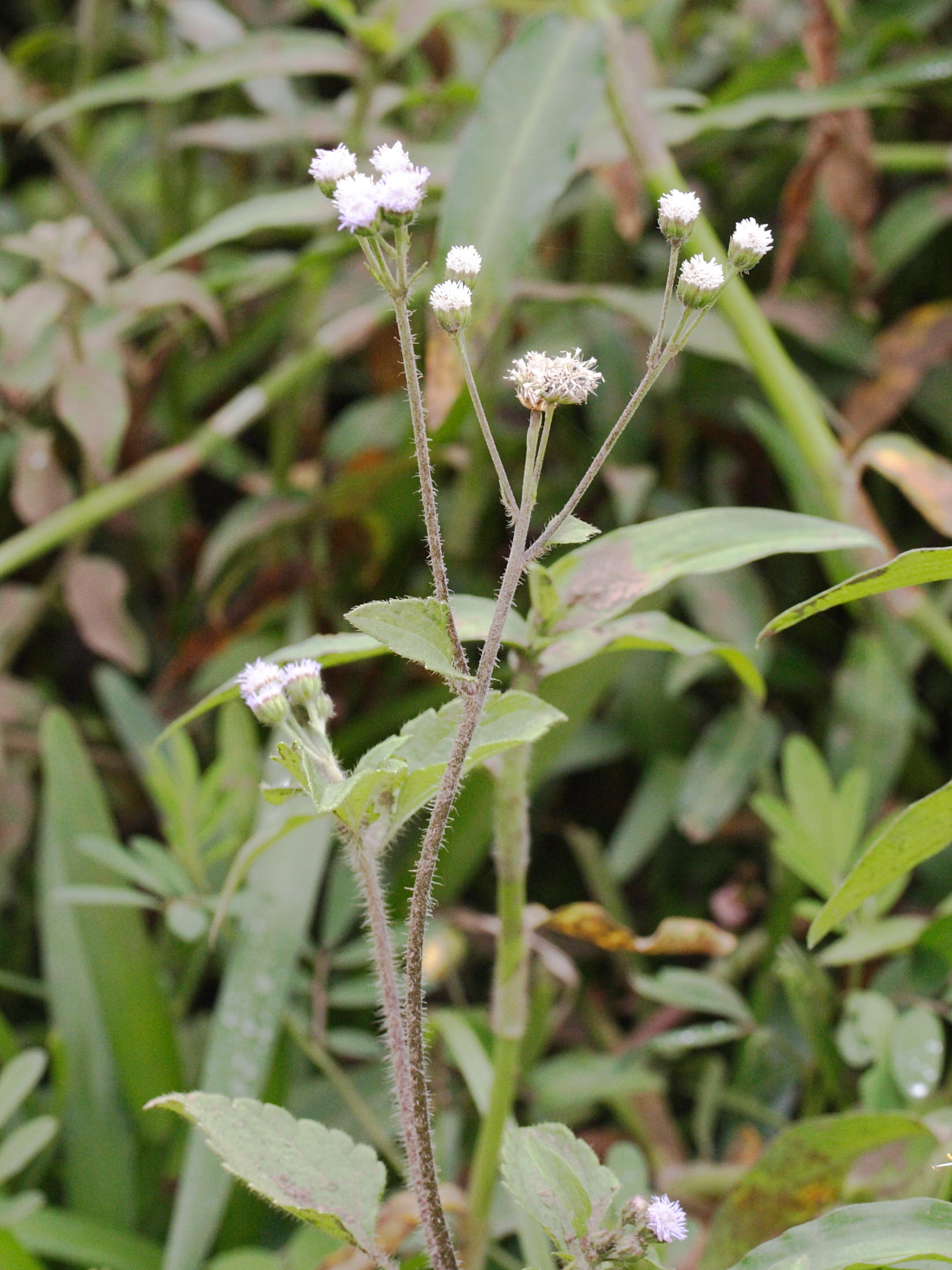 ageratum_conyzoides2md