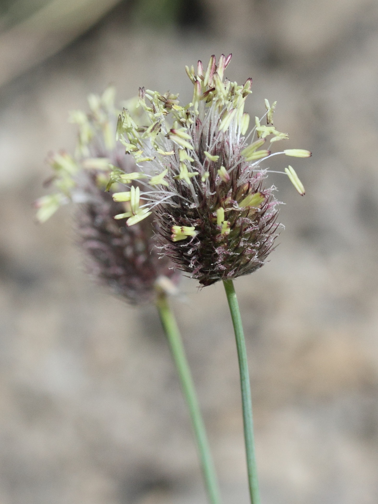 alopecurus_gerardii6md