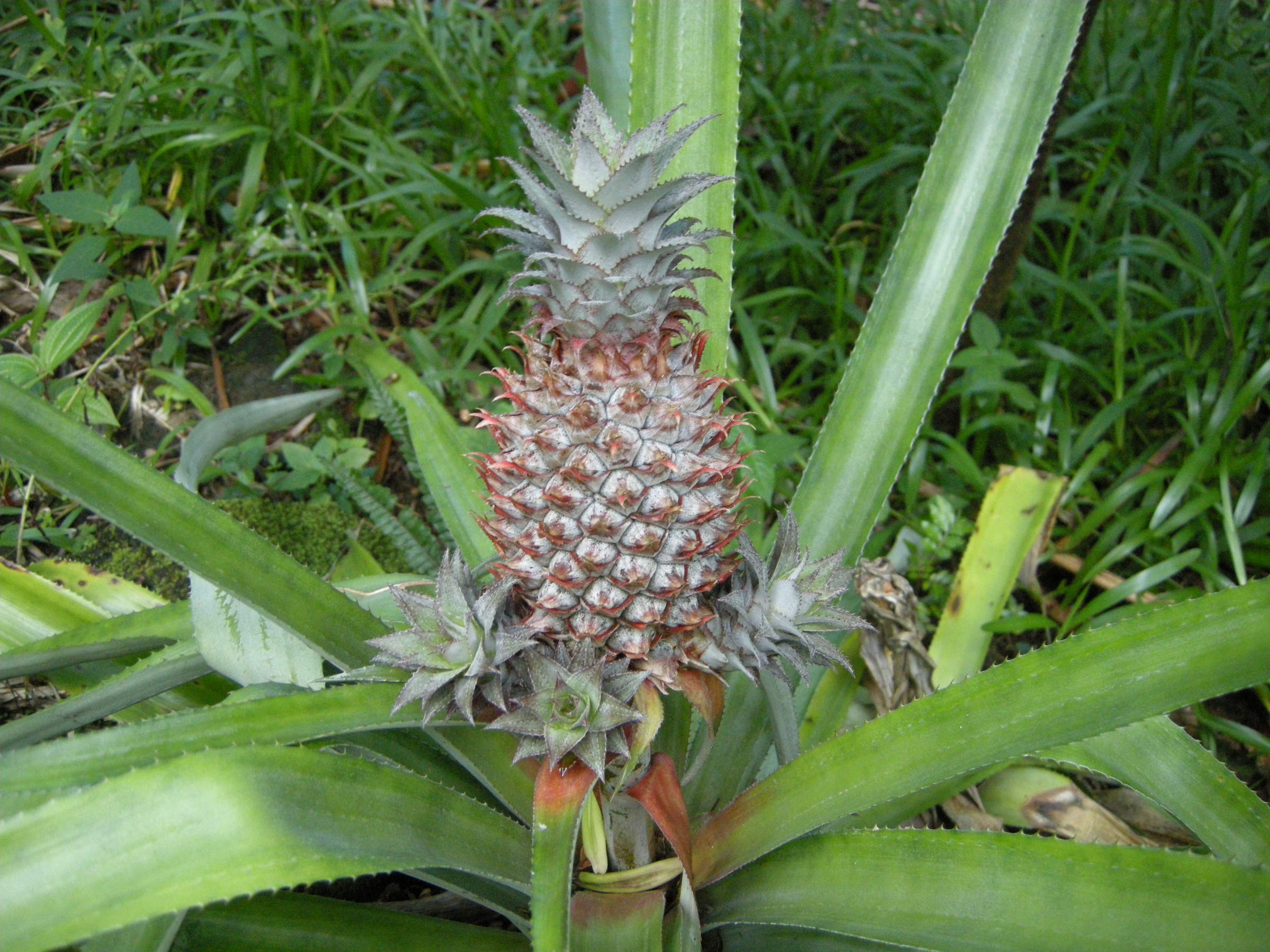 ananas_comosus2md