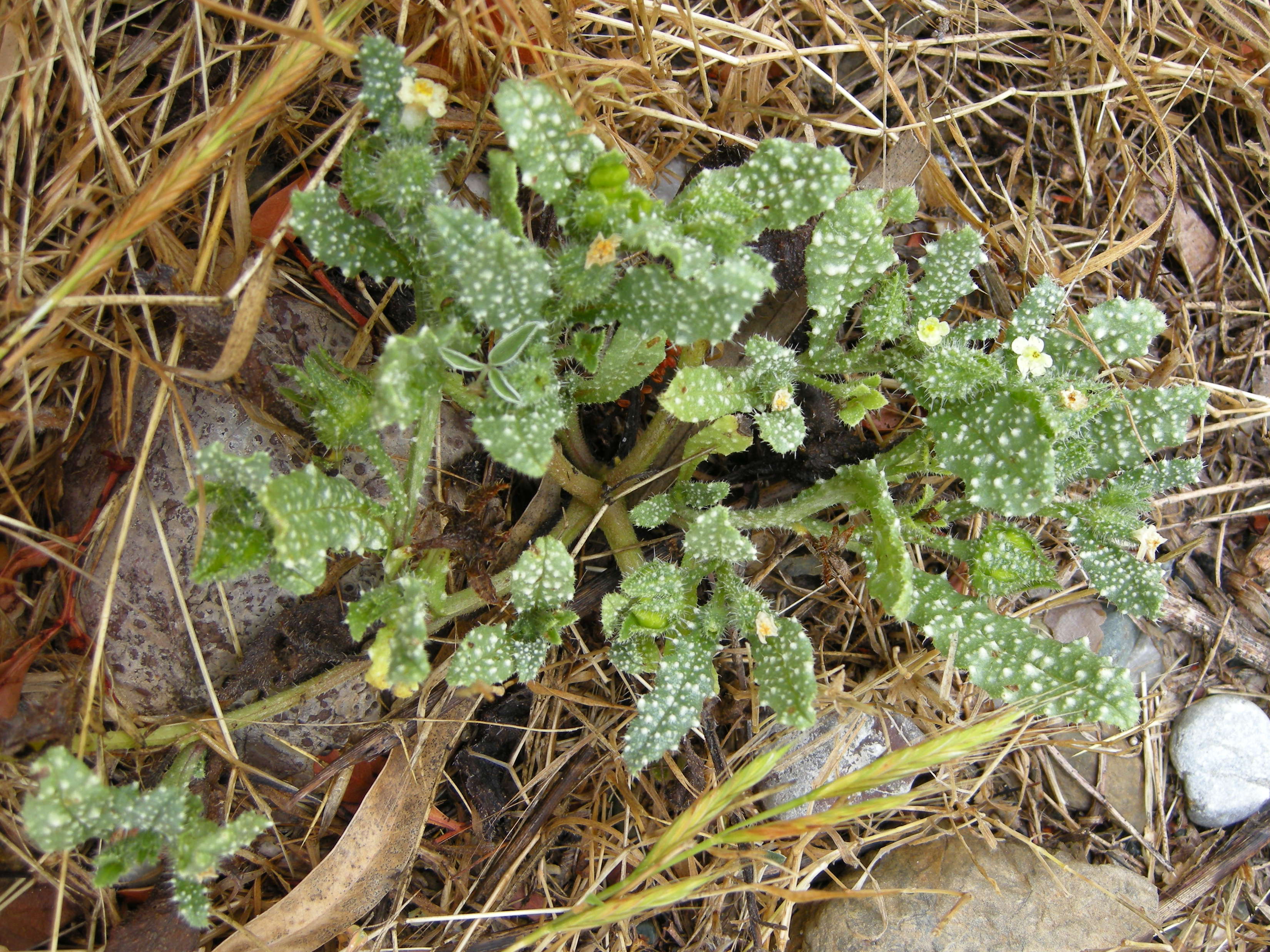 anchusa_aegyptiaca2md