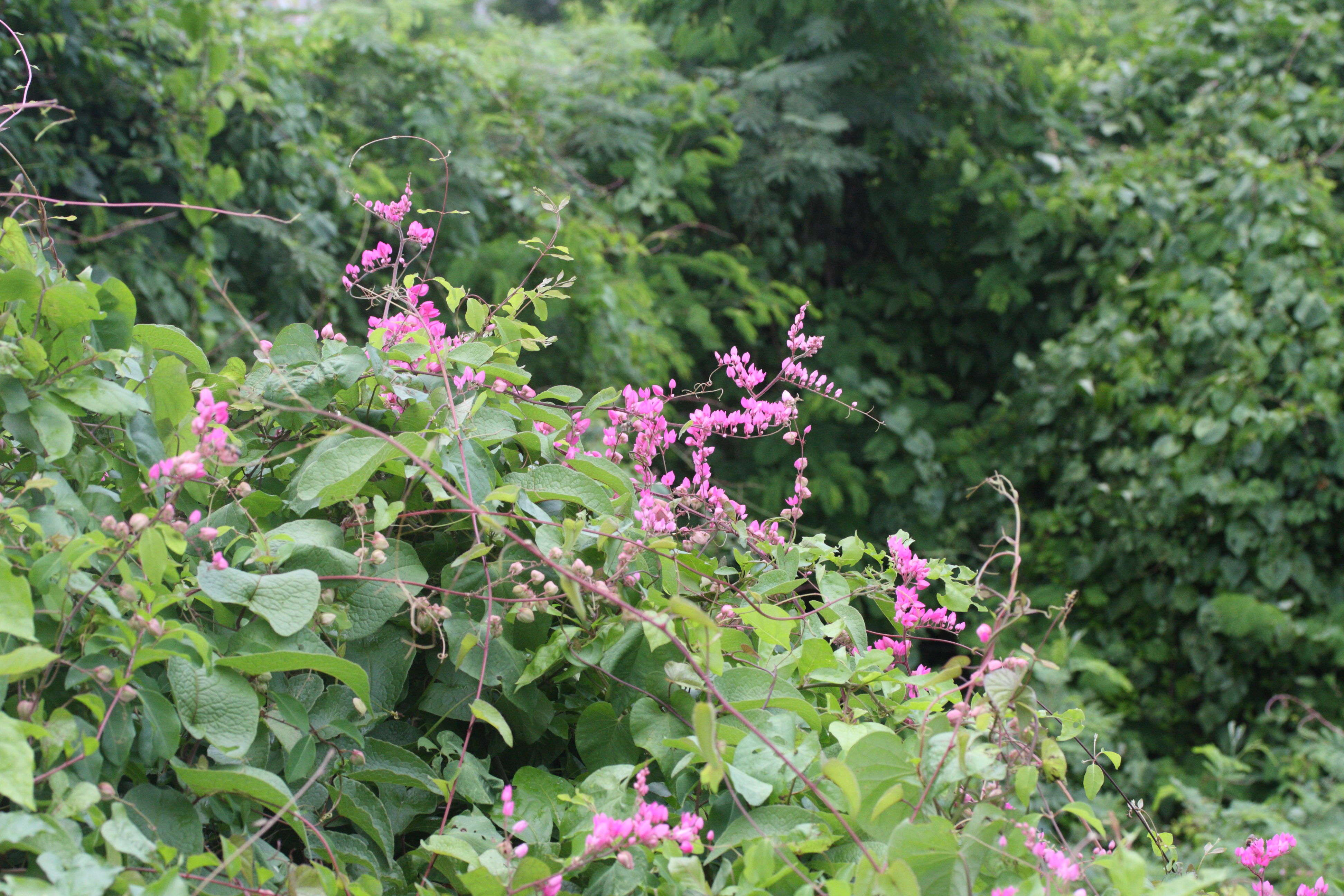 antigonon_leptopus1md