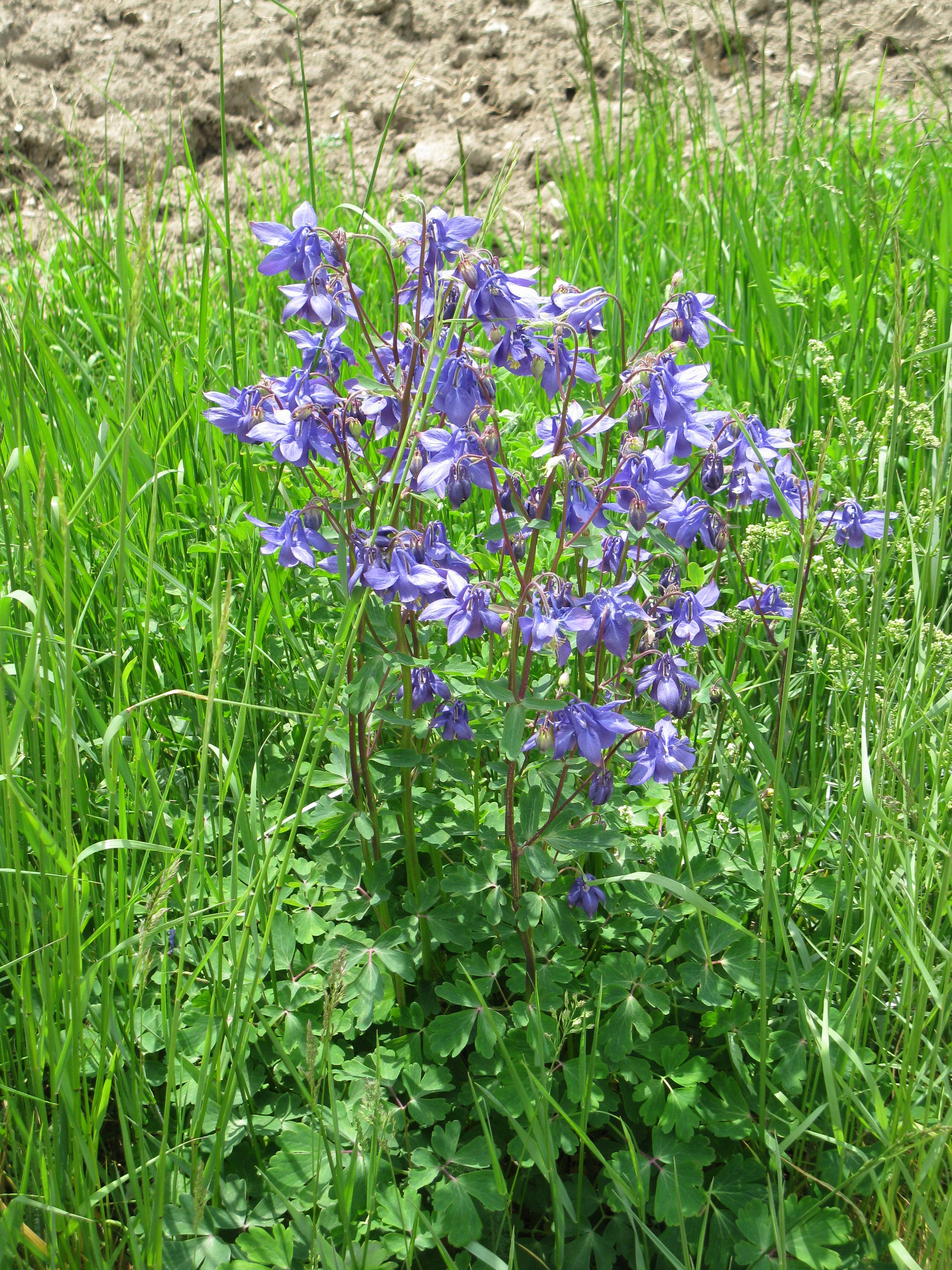 aquilegia_vulgaris5mv
