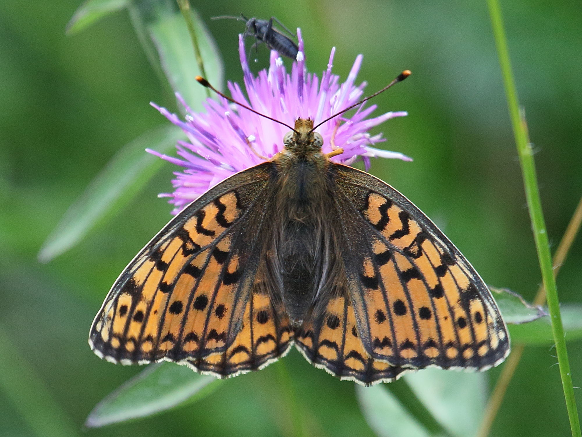 argynnis_niobe4bd