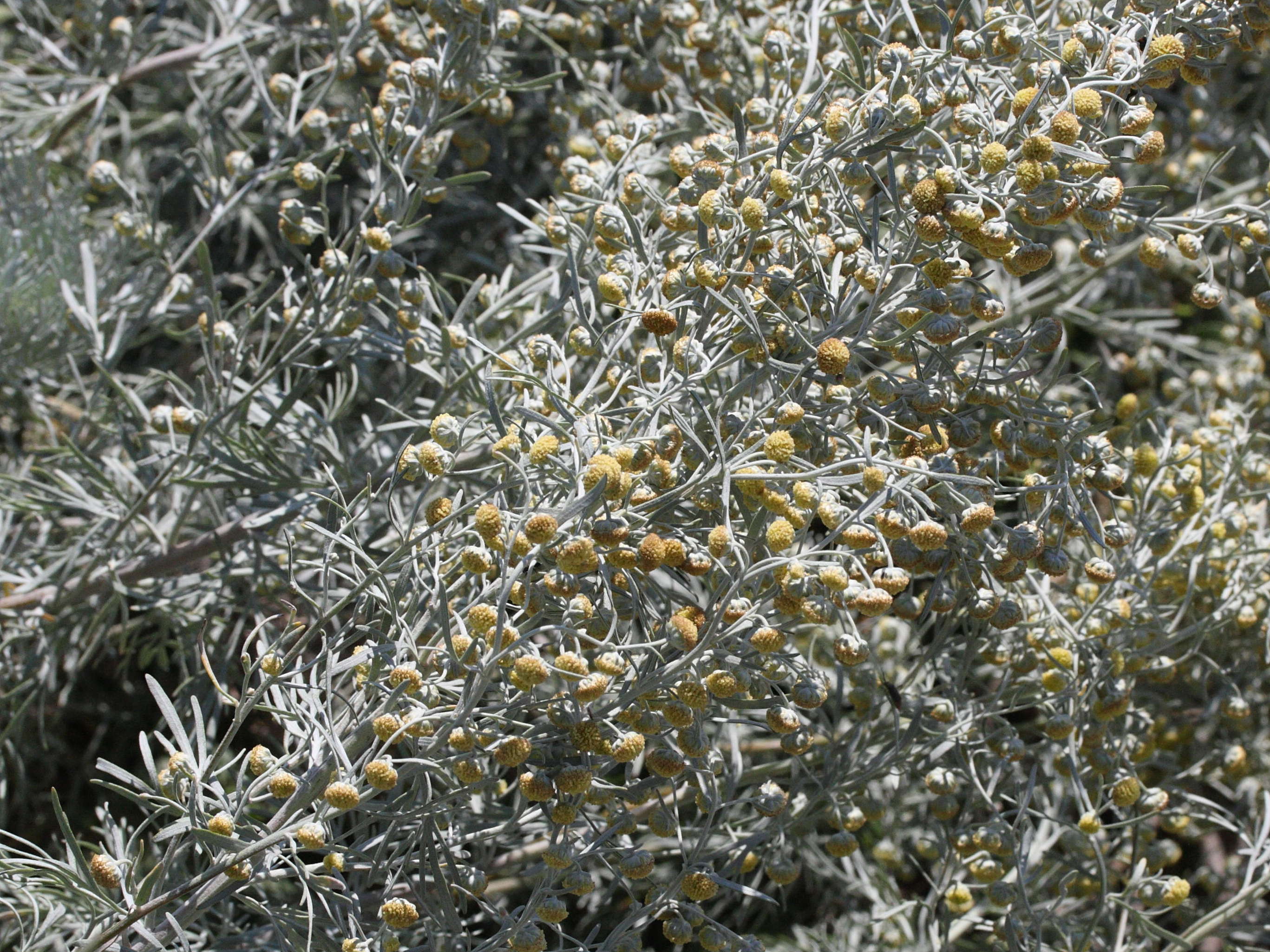 artemisia_arborescens2md