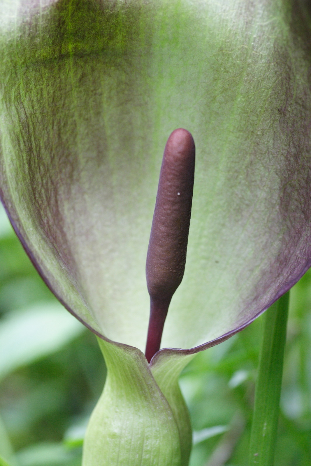 arum_maculatum6md