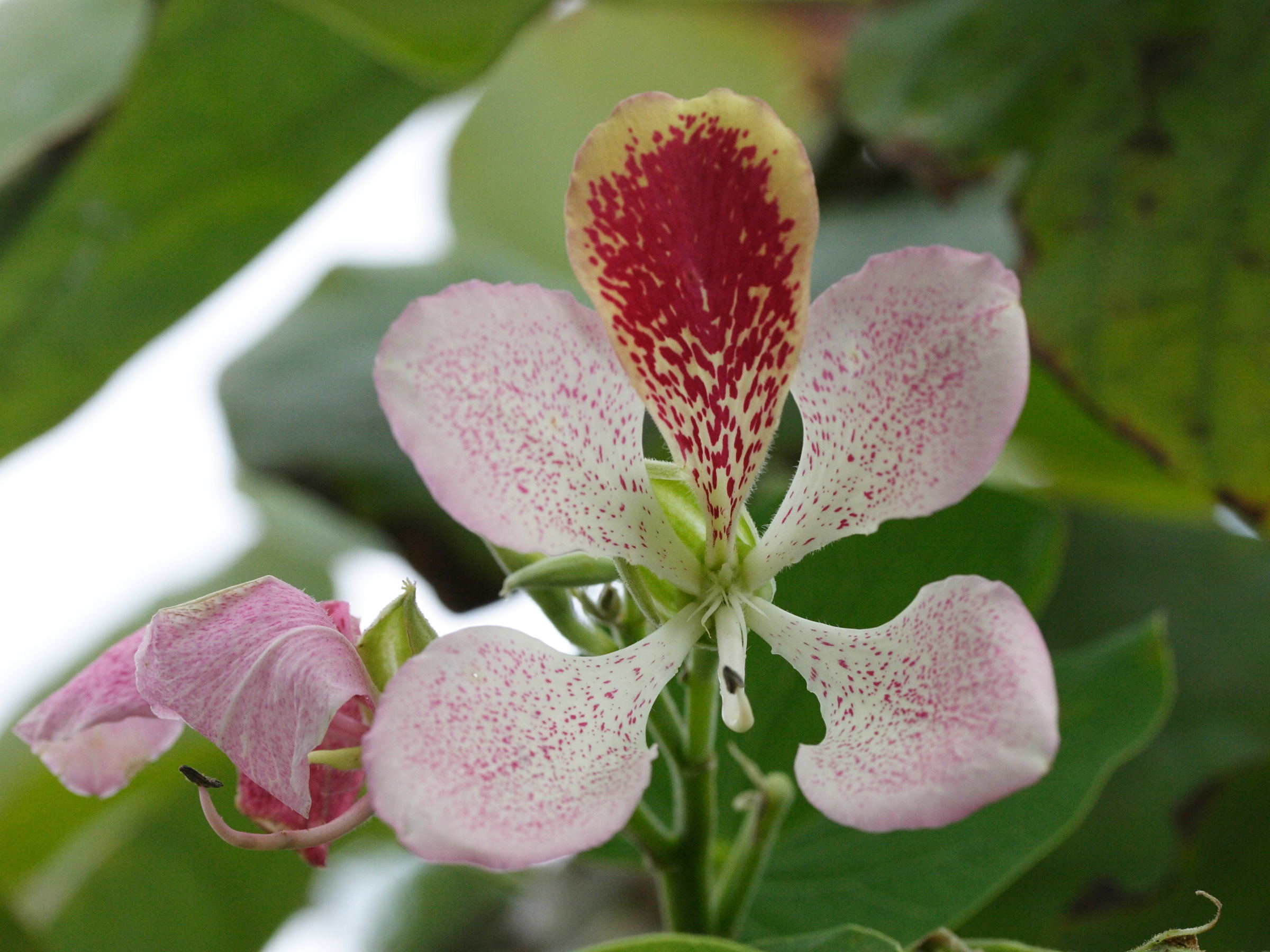 bauhinia_monandra1md