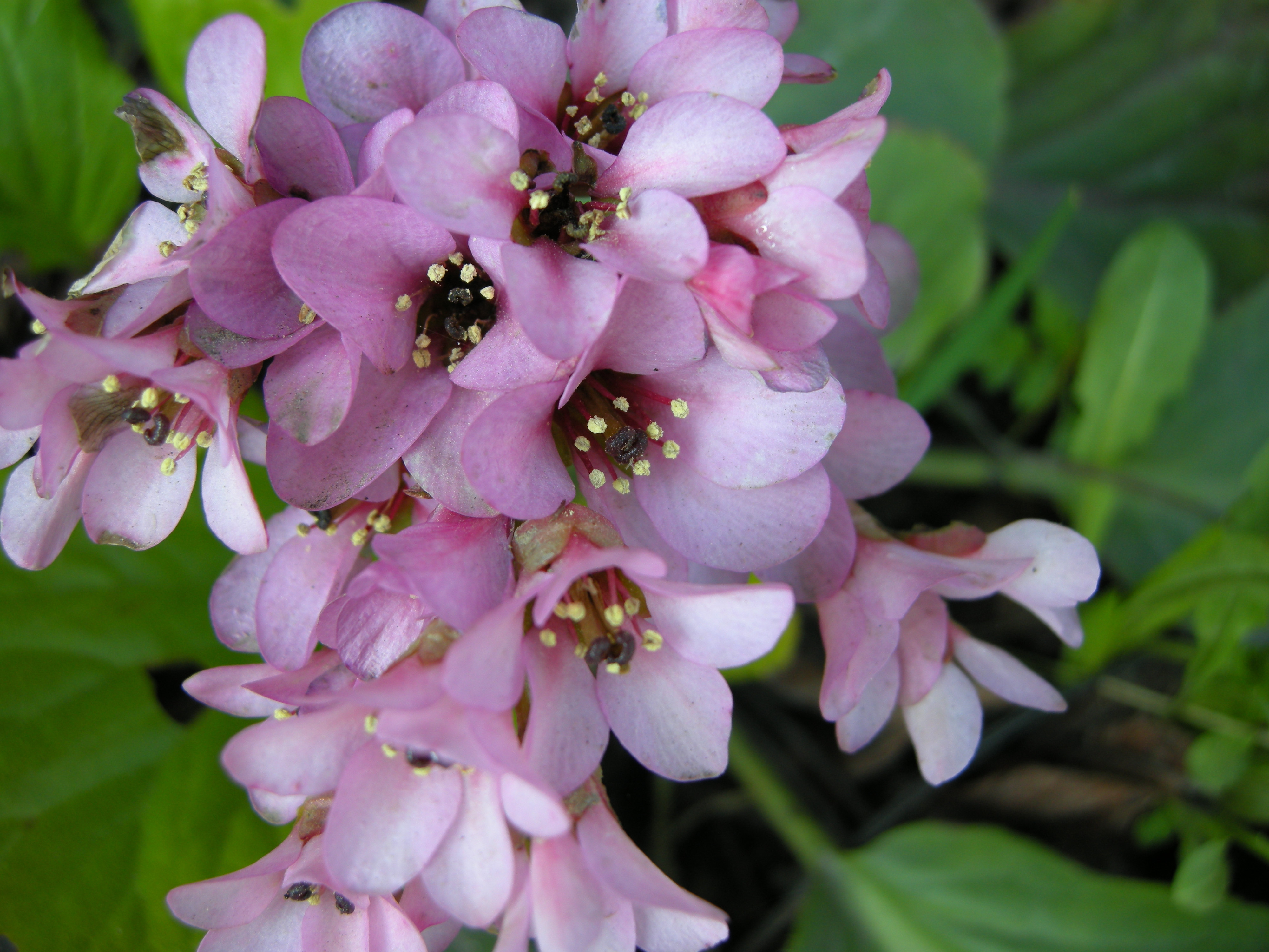 Afficher le média bergenia_cordifolia2md bergenia_cordifolia2md