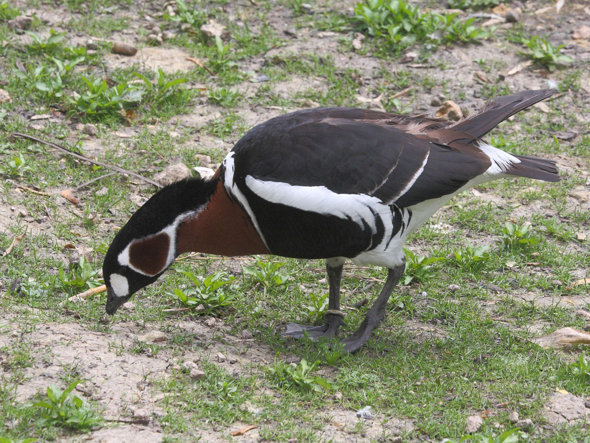 bernache_a_cou_roux_-_branta_ruficollis1md