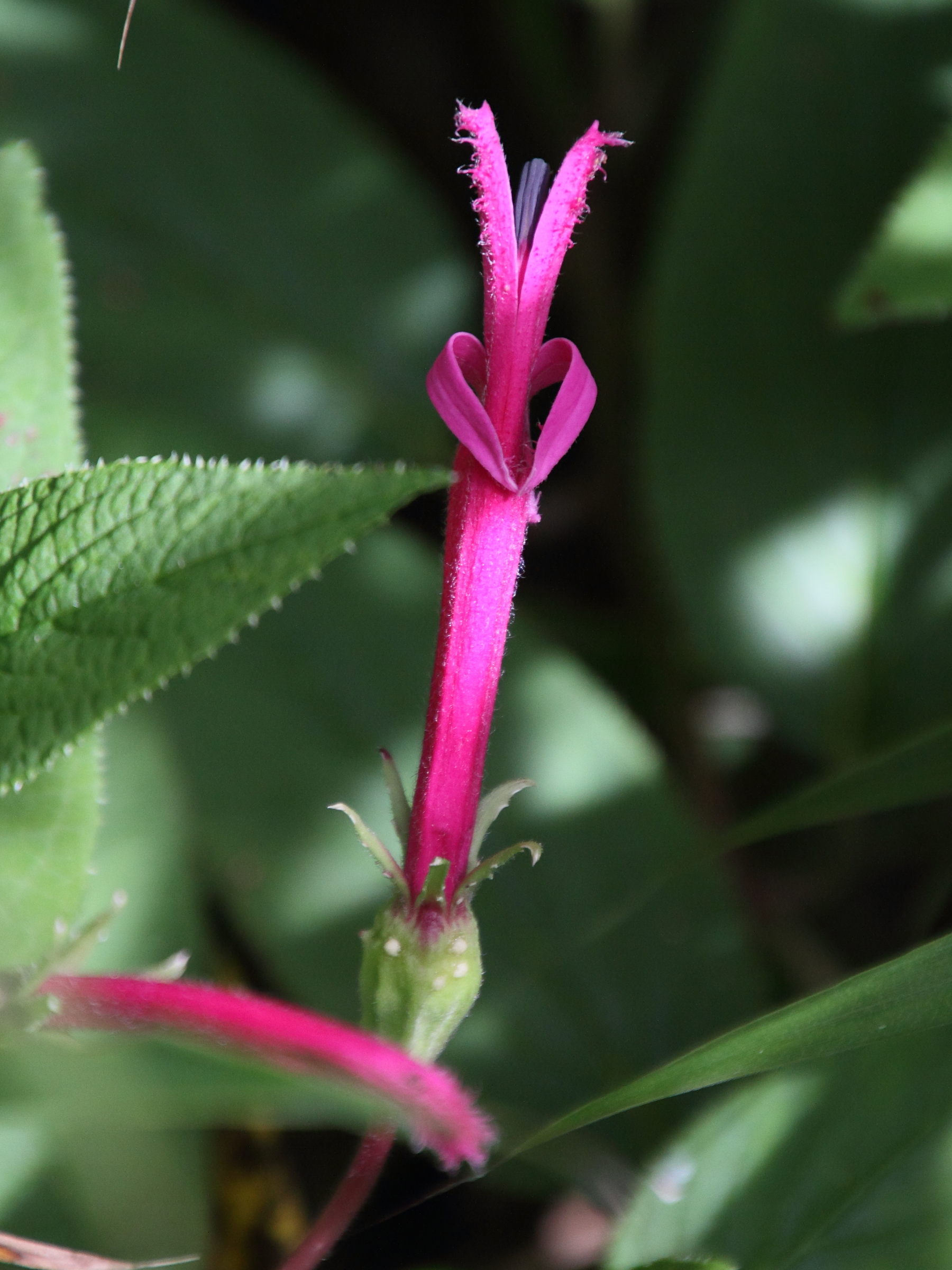 Afficher le média centropogon_gutierrezii2md centropogon_gutierrezii2md