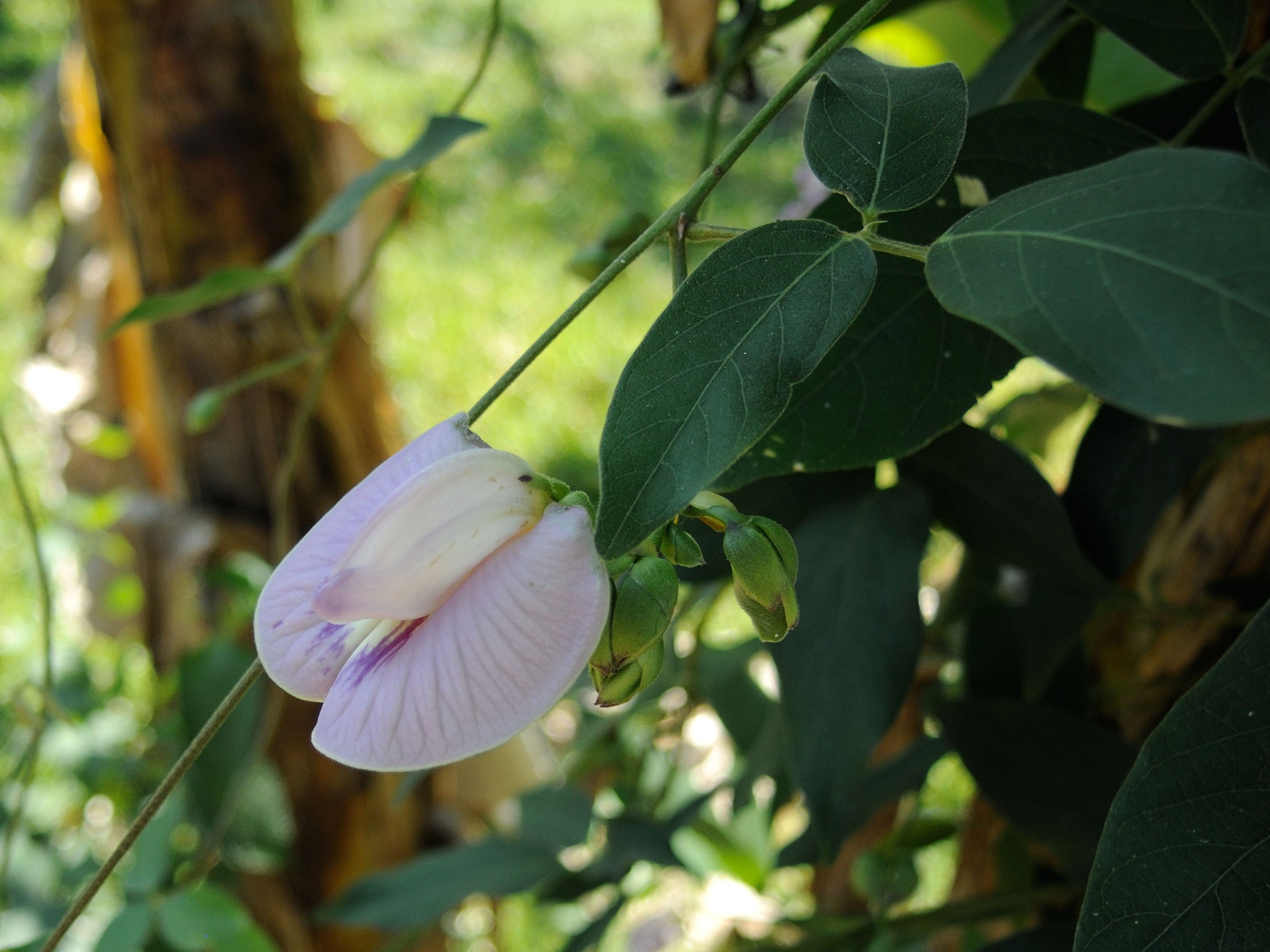 centrosema_pubescens2md