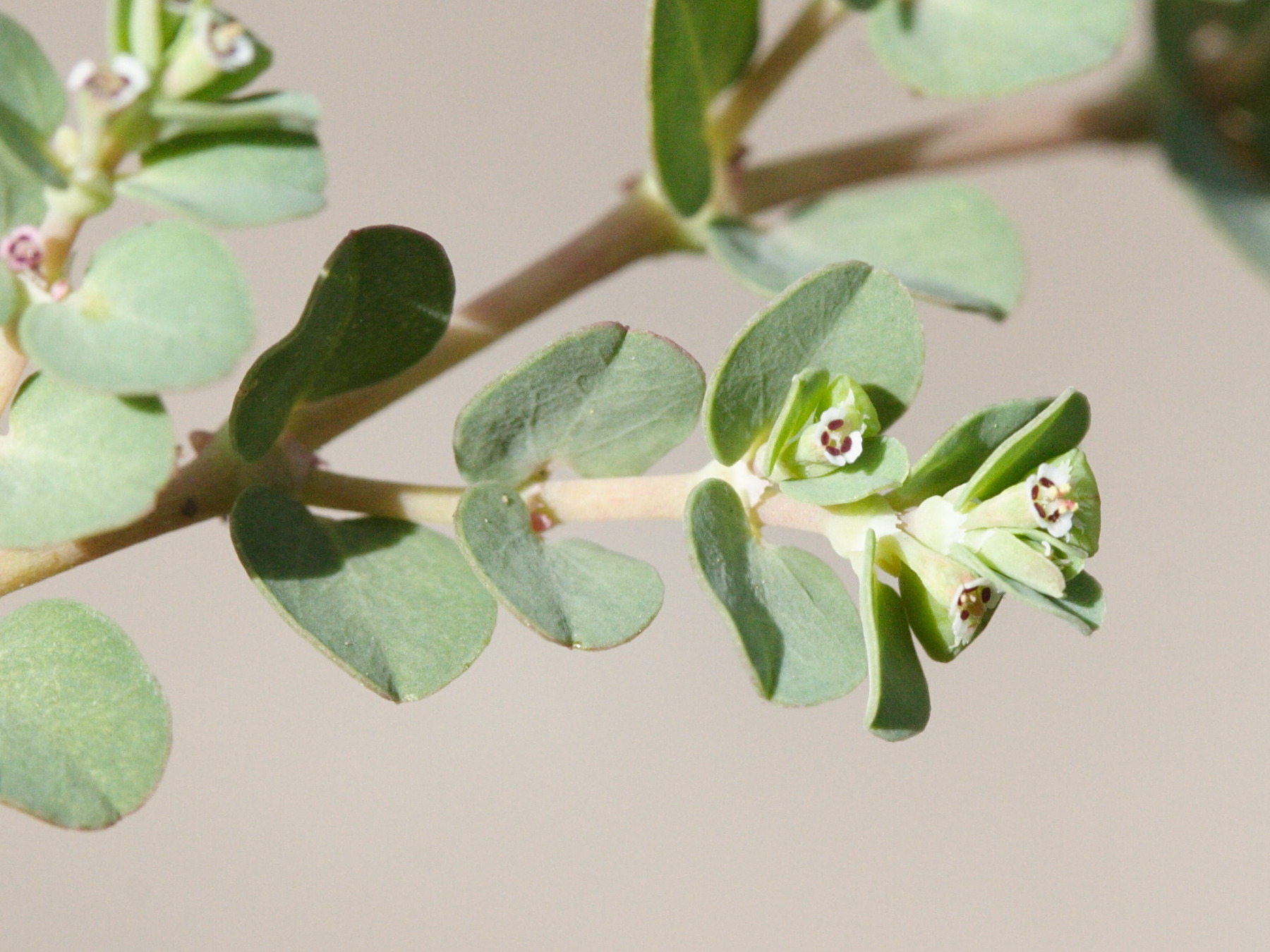 Afficher le média chamaesyce_serpens2md chamaesyce_serpens2md