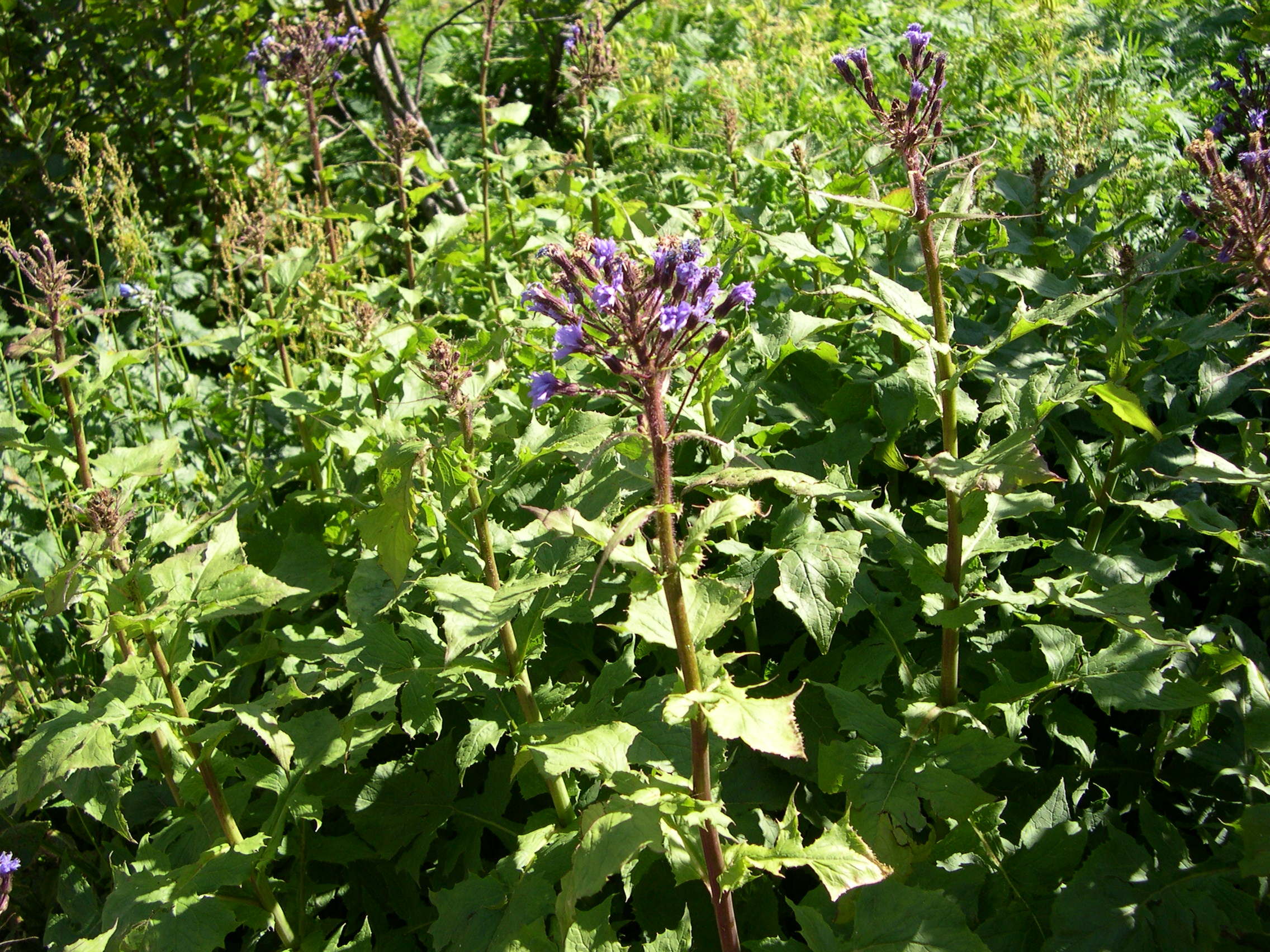 cicerbita_alpina1amd