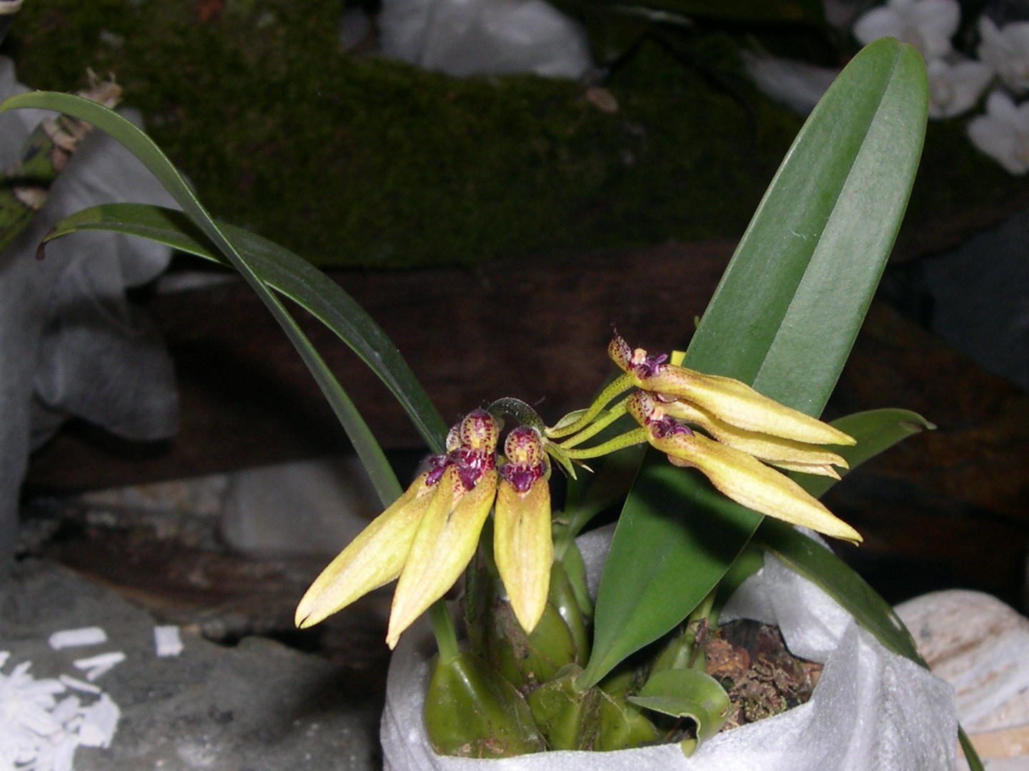 cirrhopetalum_pseudopicturatum1md