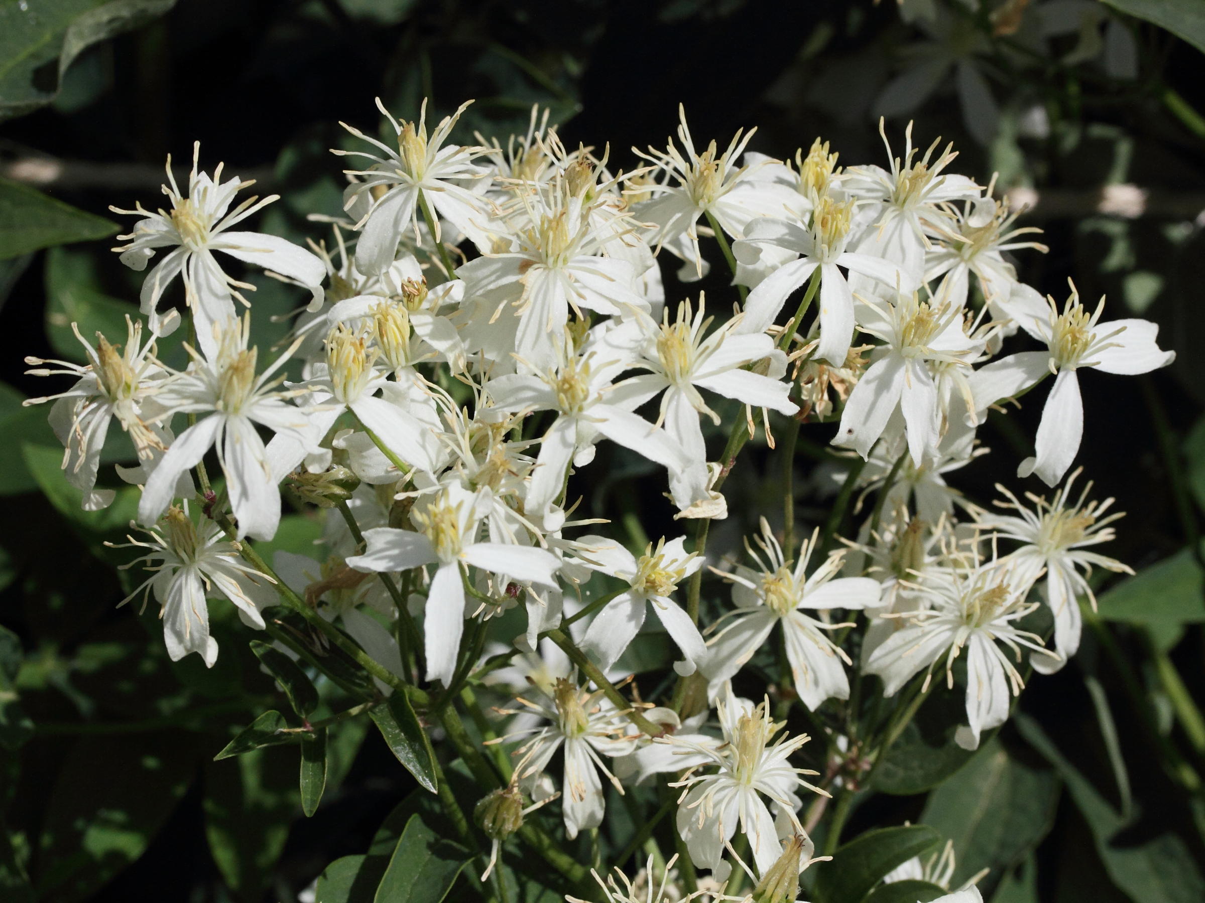 clematis_recta1md