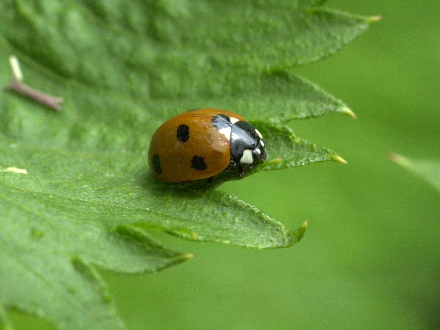 Afficher le média coccinella_septempunctata5md coccinella_septempunctata5md