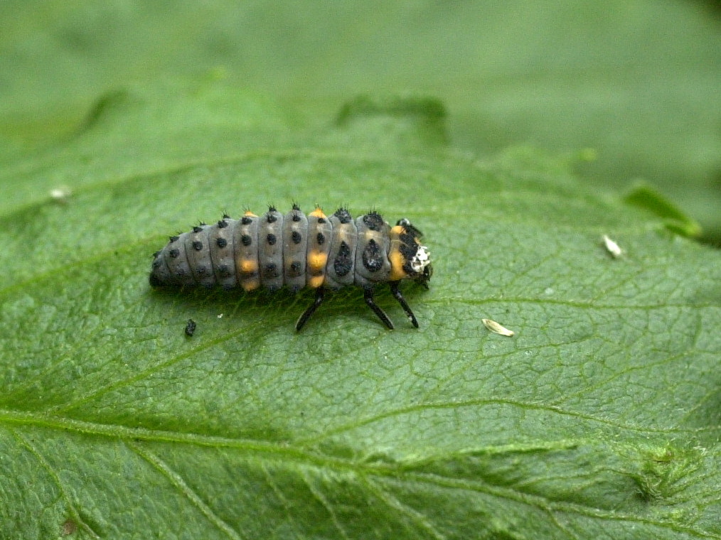 Afficher le média coccinella_septempunctata_larv1md coccinella_septempunctata_larv1md