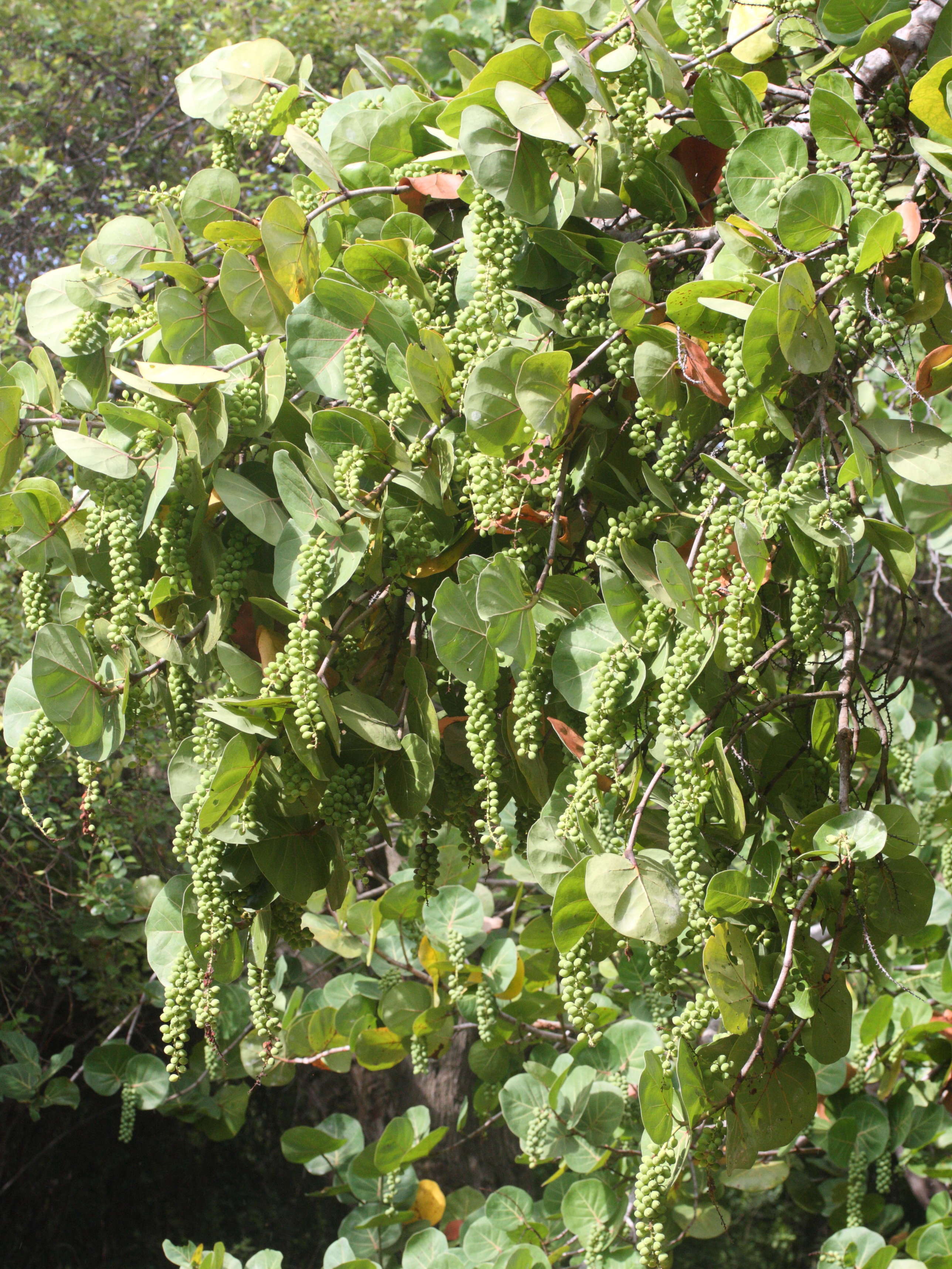 coccoloba_uvifera3md