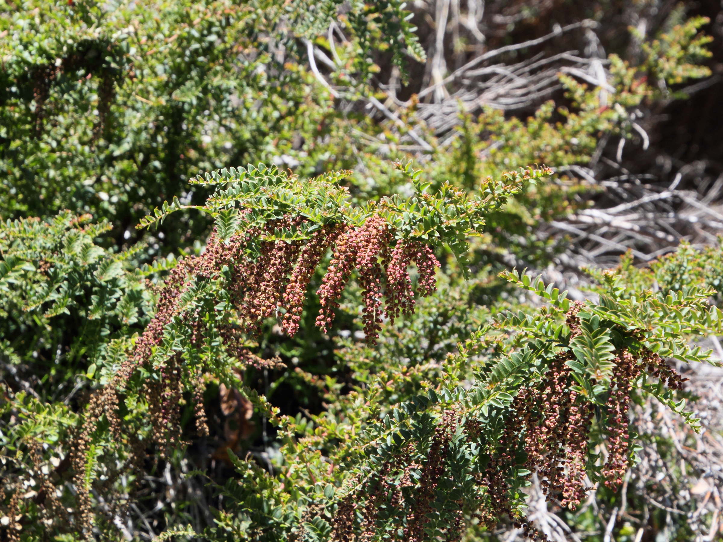 Afficher le média coriaria_ruscifolia1md coriaria_ruscifolia1md