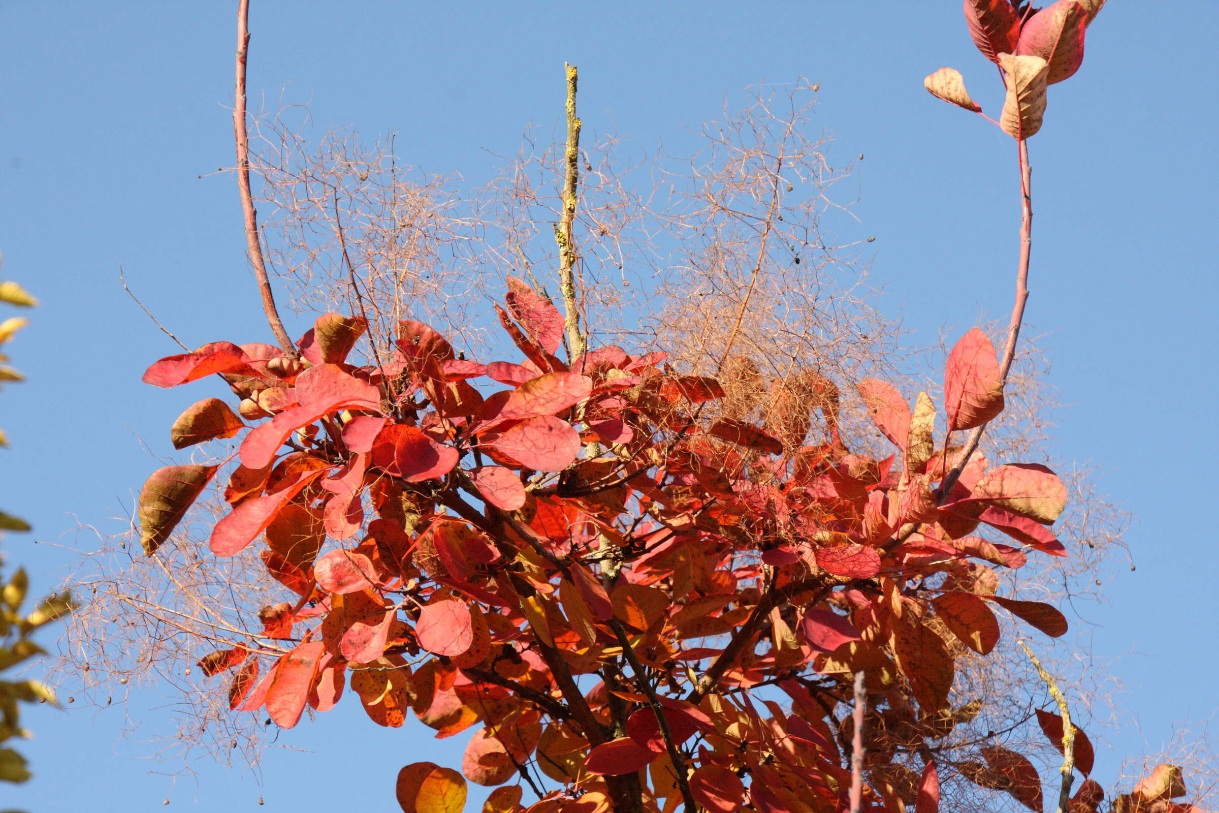 Afficher le média Cotinus_coggygria Cotinus_coggygria