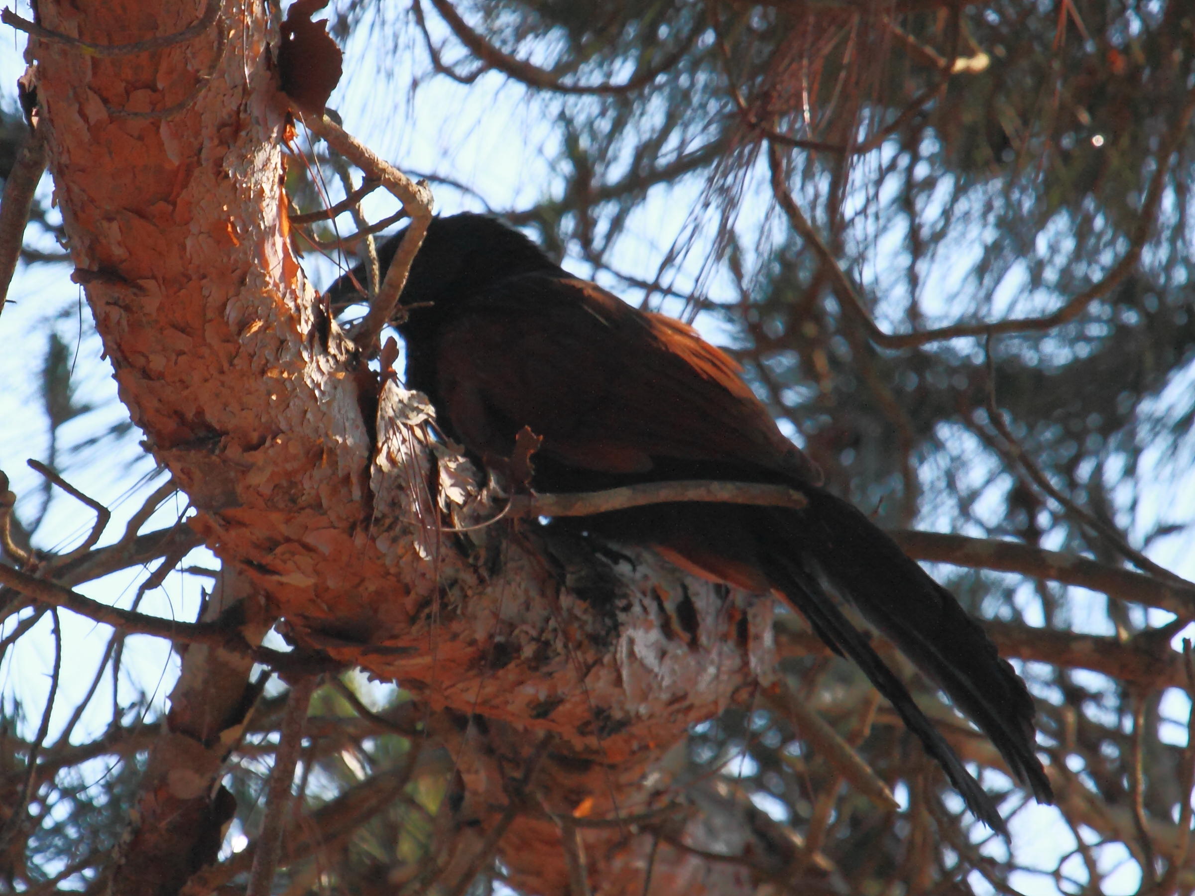coucal_de_madagascar_-_centropus_toulou2bd