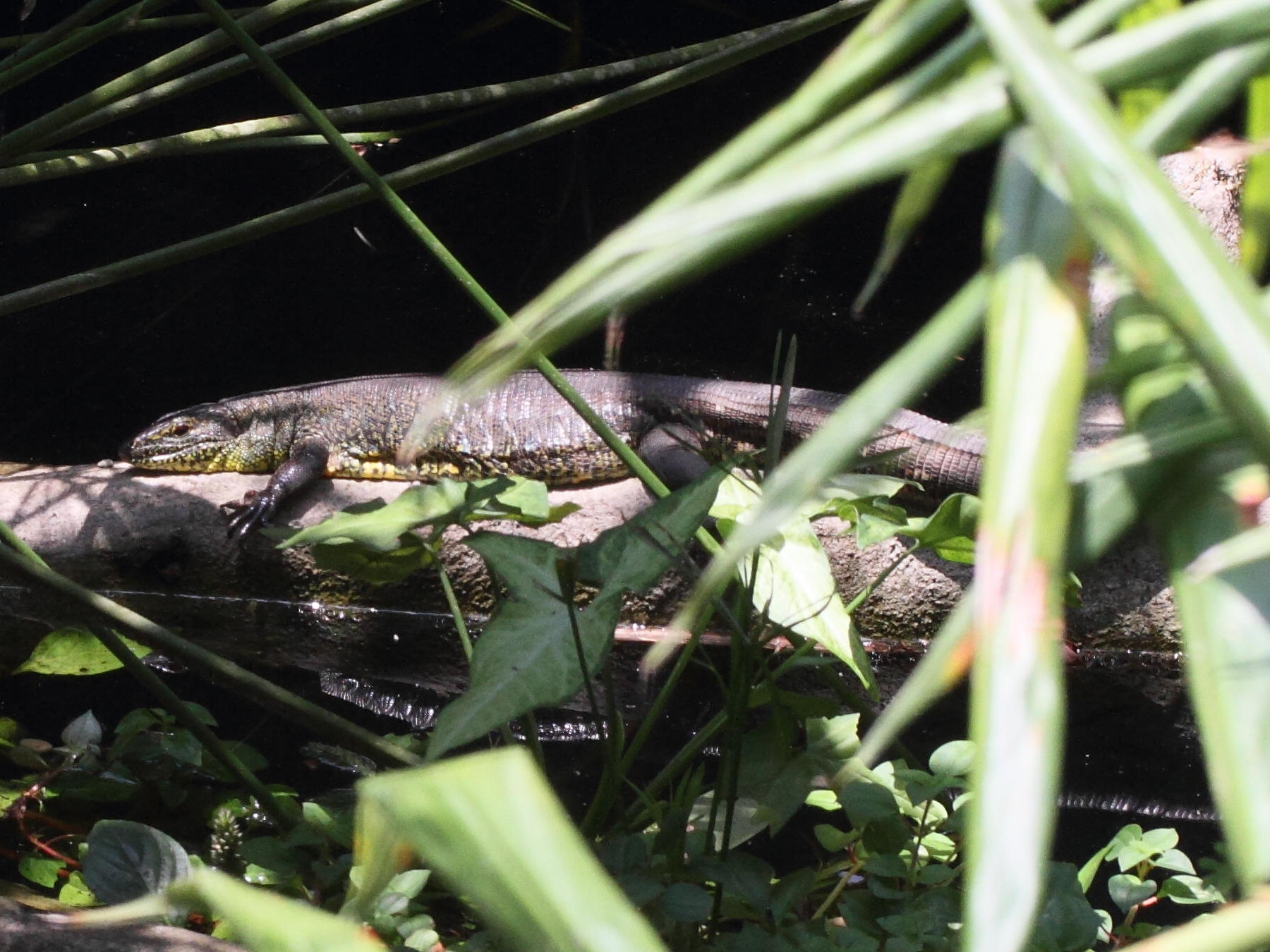 crocodilurus_amazonicus1md