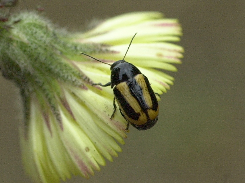 cryptocephalus_vittatus3md