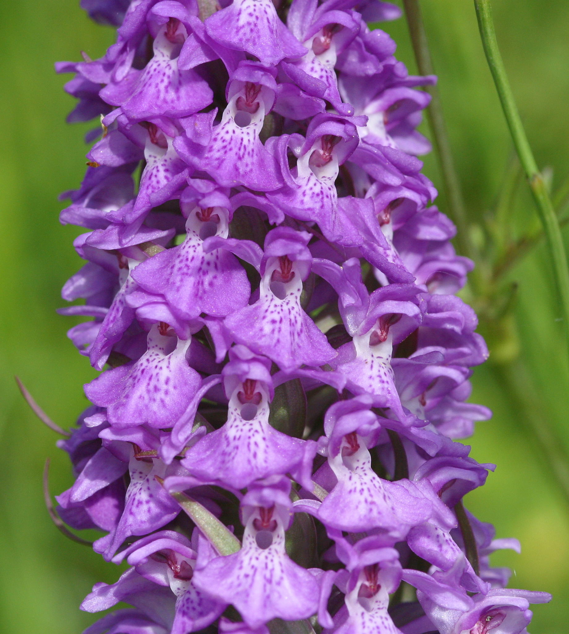 Afficher le média Dactylorhiza_praetermissa Dactylorhiza_praetermissa