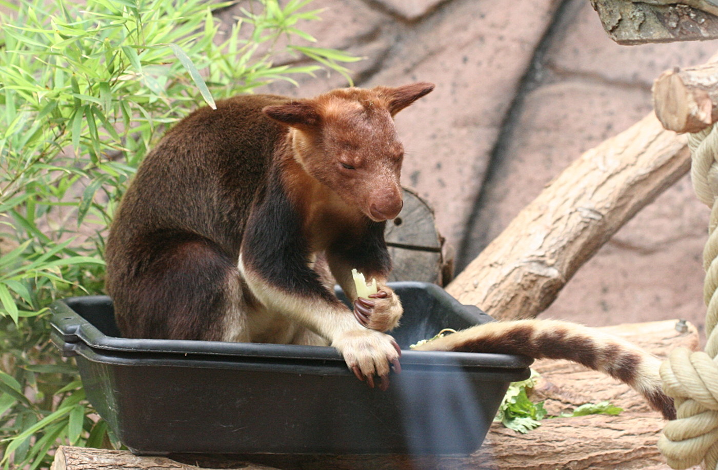 dendrolagus_goodfellowi_burgesi2md