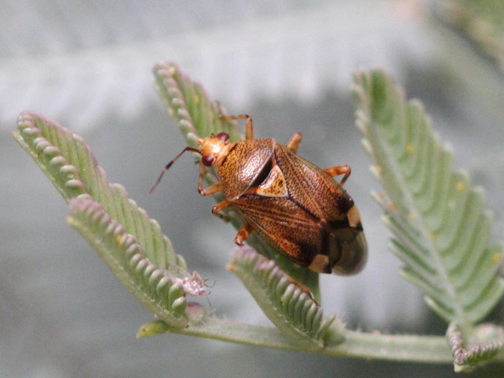 deraeocoris_olivaceus1md